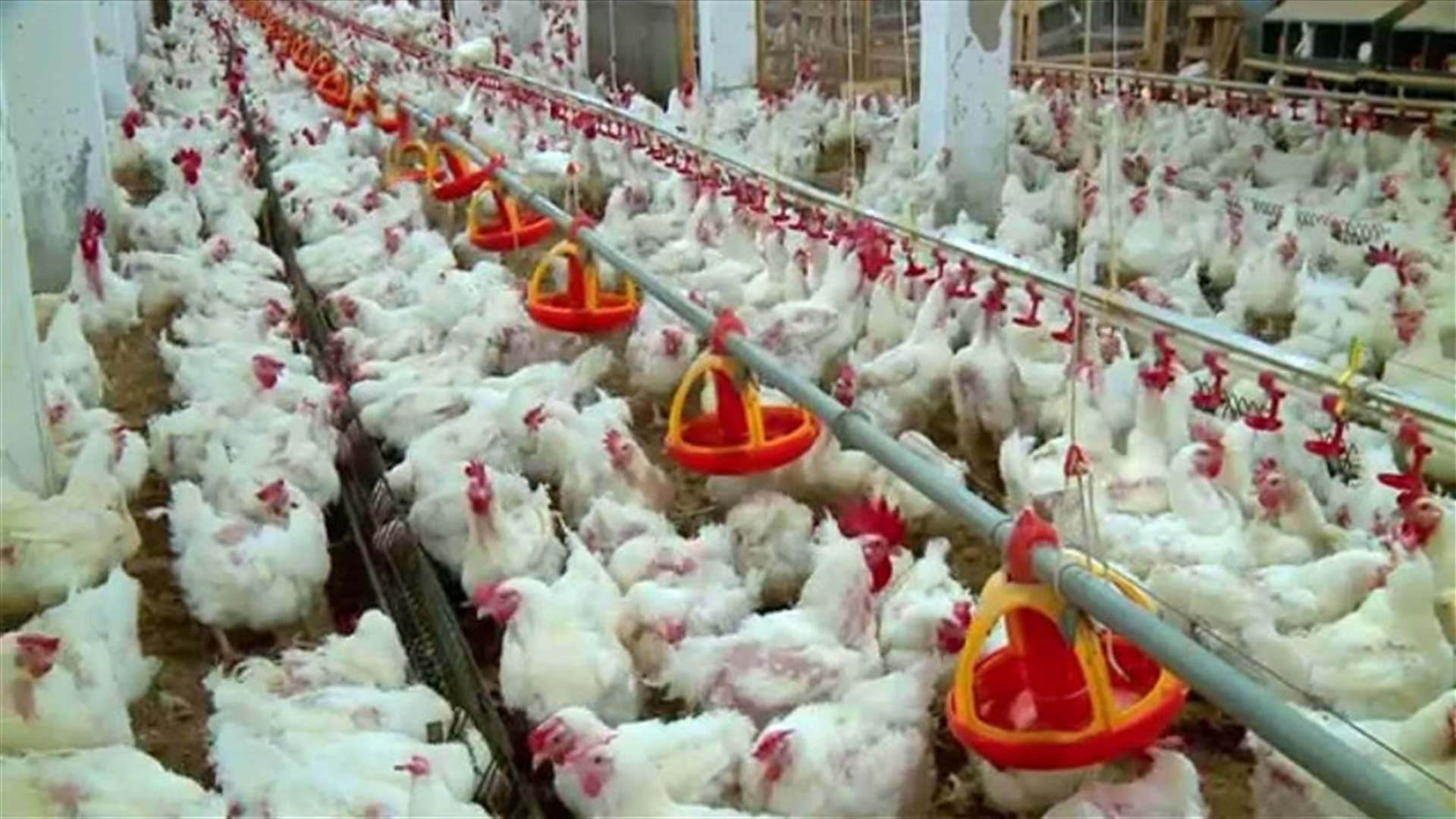 رئيس النقابة اللبنانية للدواجن يطلق نداء إستغاثة: لتأمين المازوت فوراً قبل وقوع الكارثة