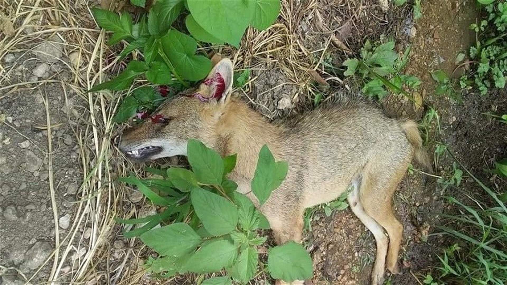 Citizen bitten by wolf, seriously injured in Iqlim al-Touffah