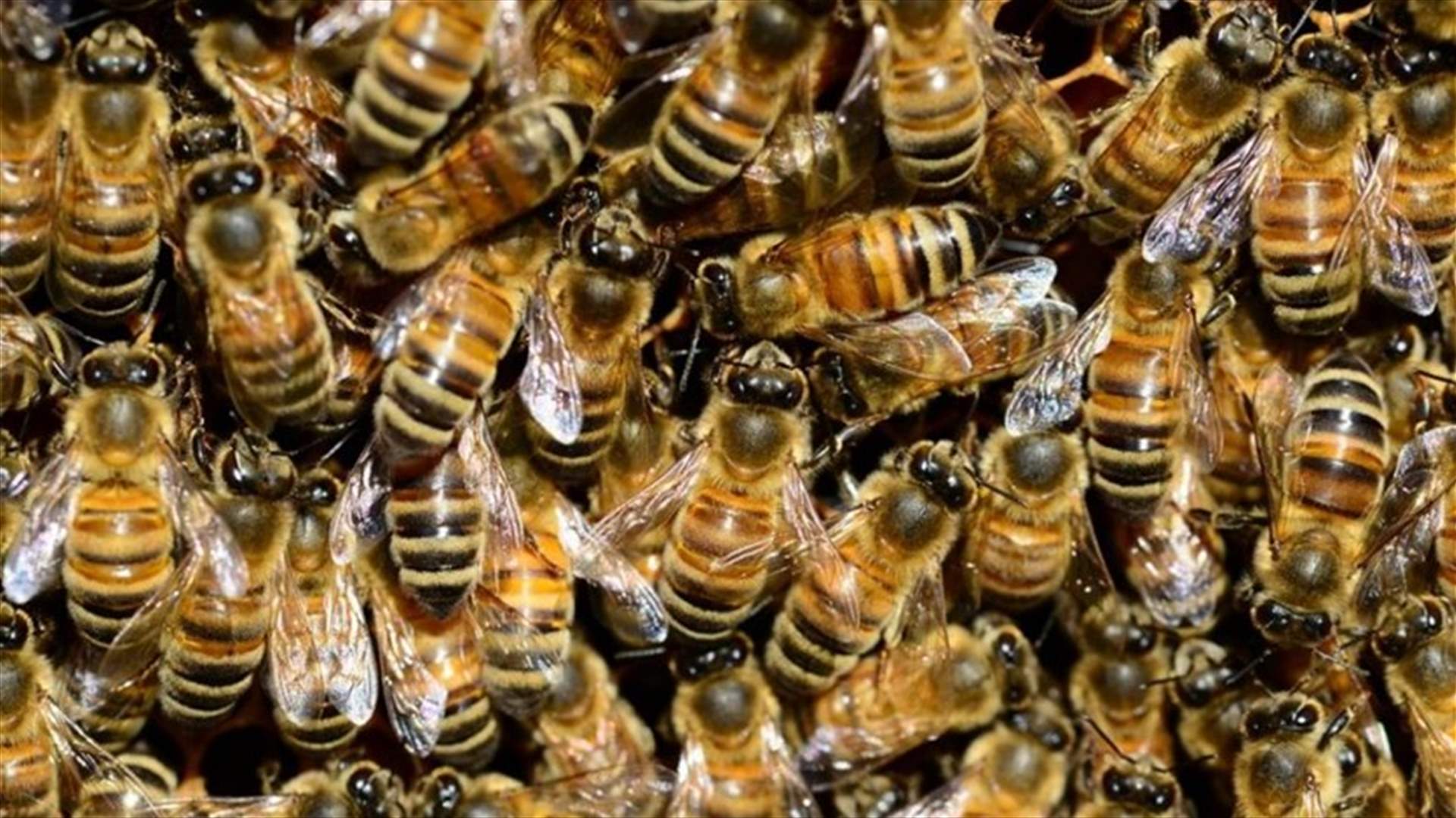 450 ألف نحلة في الجدران... زوجان يدفعان 12 ألف دولار لإزالة الحشرات من منزلهما الجديد