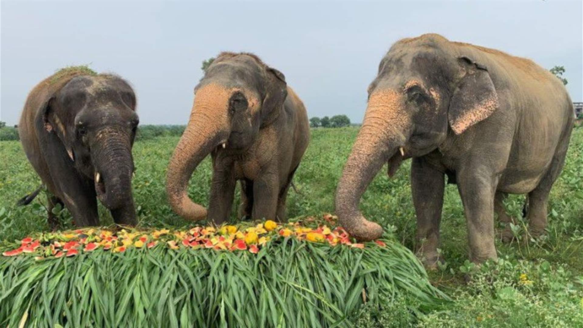 Elephants in India enjoy fruit feast ahead of own world day