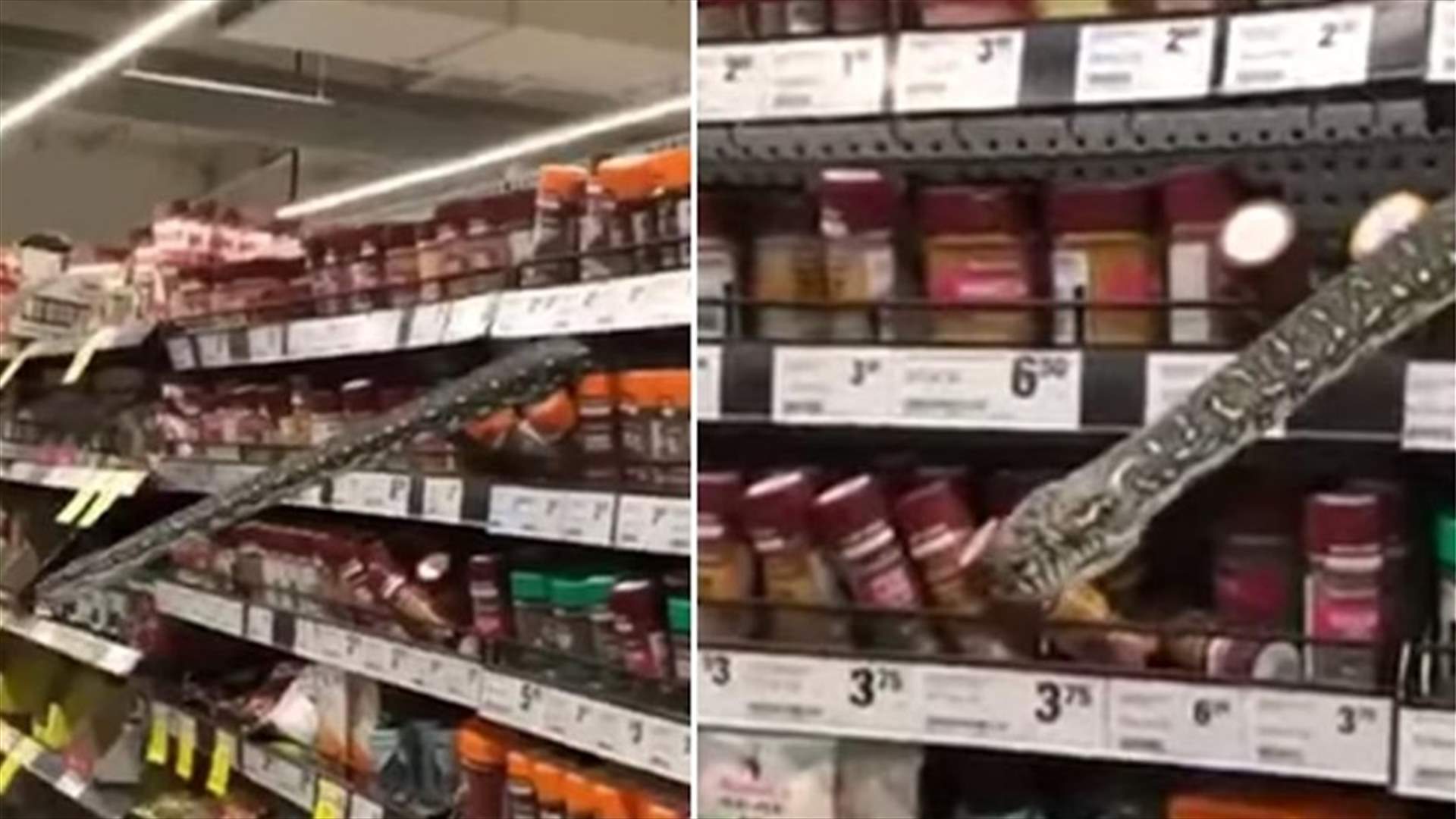 لحظات صادمة... متسوّقة تتفاجأ بثعبان في متجر في سيدني وهذا ما فعلته (فيديو)