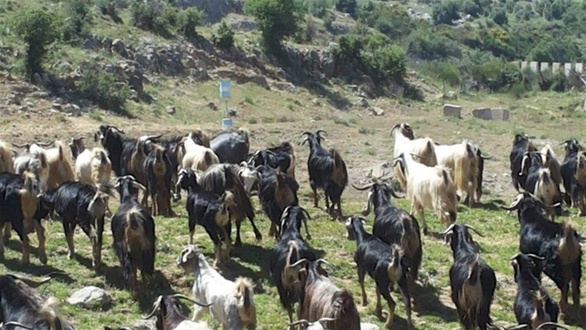 الجيش الاسرائيلي خطف 300 رأس ماعز من بلدة شبعا
