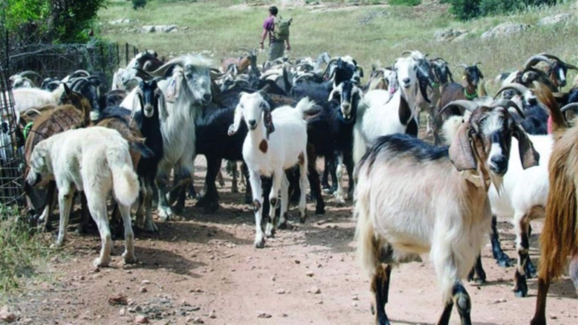 الجيش الاسرائيلي اعاد 300 رأس من الماعز كان احتجزها في مزارع شبعا
