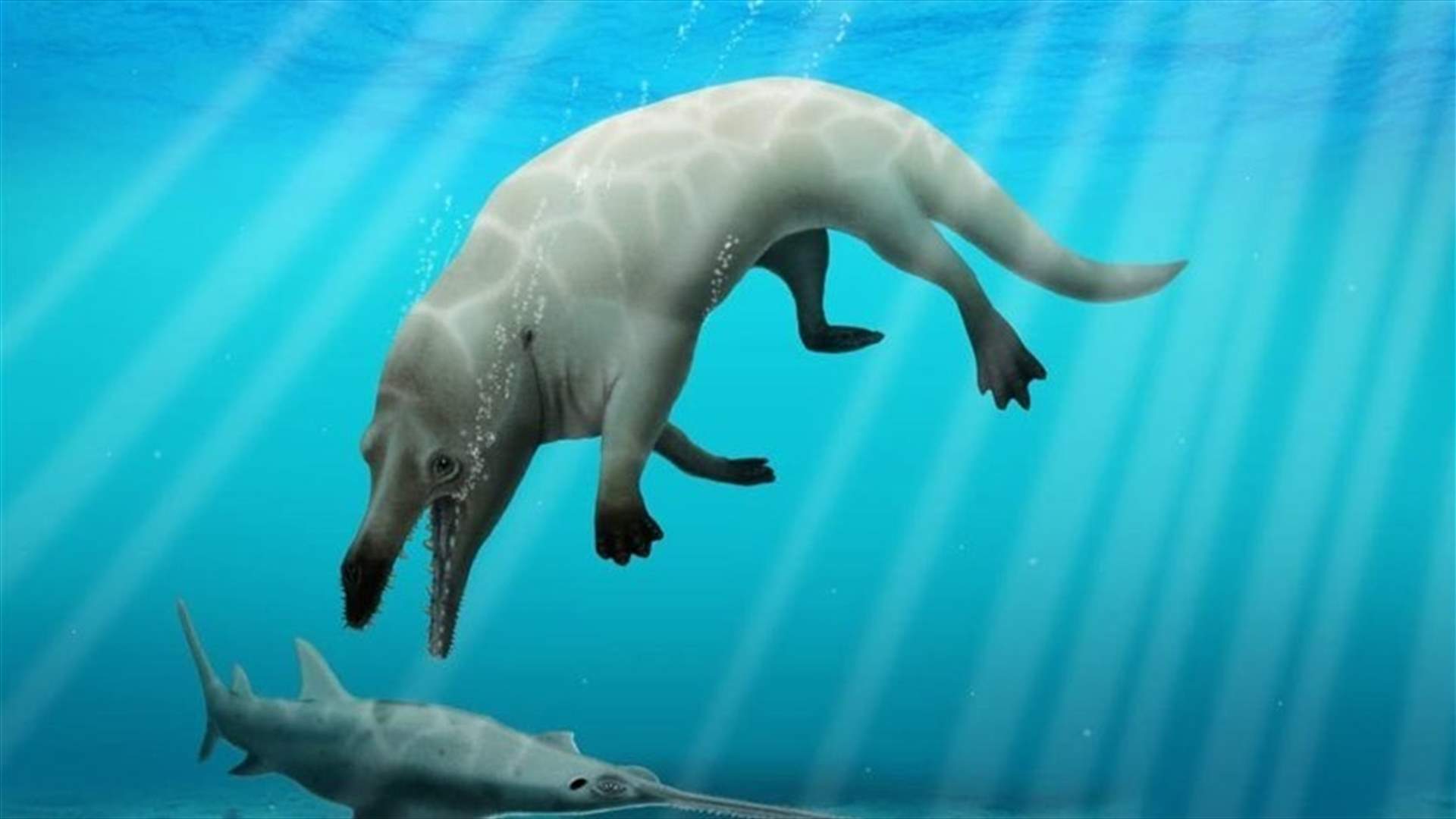 Fossil of previously unknown four-legged whale found in Egypt