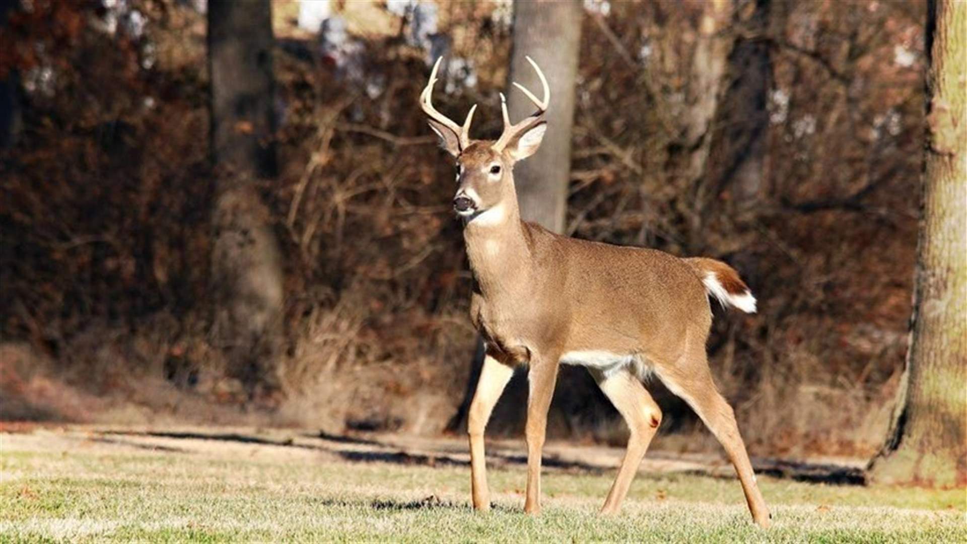 US reports world&#39;s first deer with COVID-19