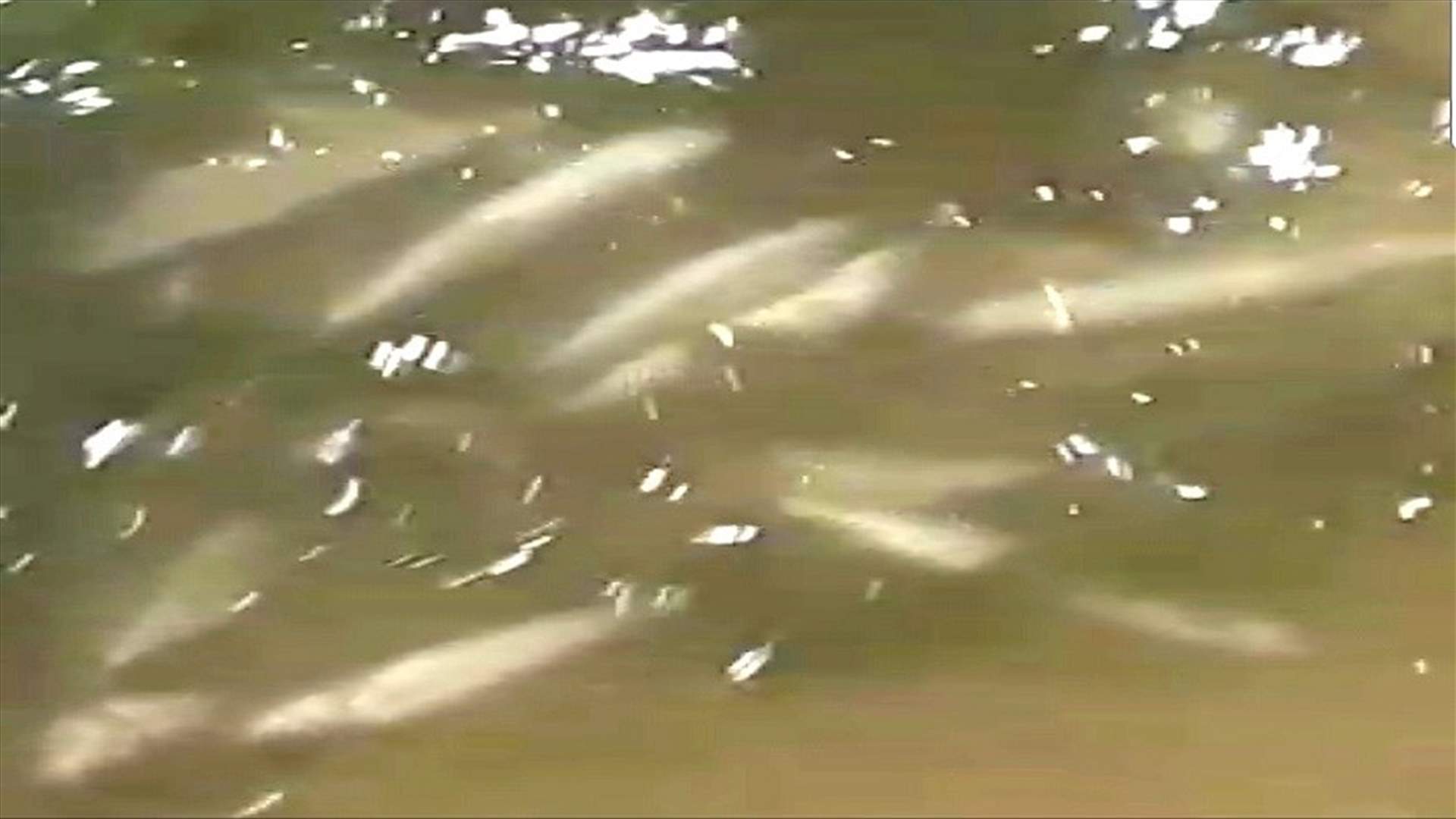 نفوق عدد كبير من الاسماك عند مجرى النهر البارد... وتحذير من الاقتراب او الاستخدام