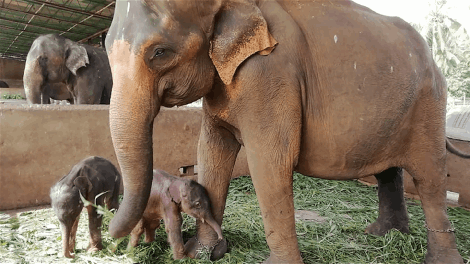 Rare twin baby elephants born in Sri Lanka