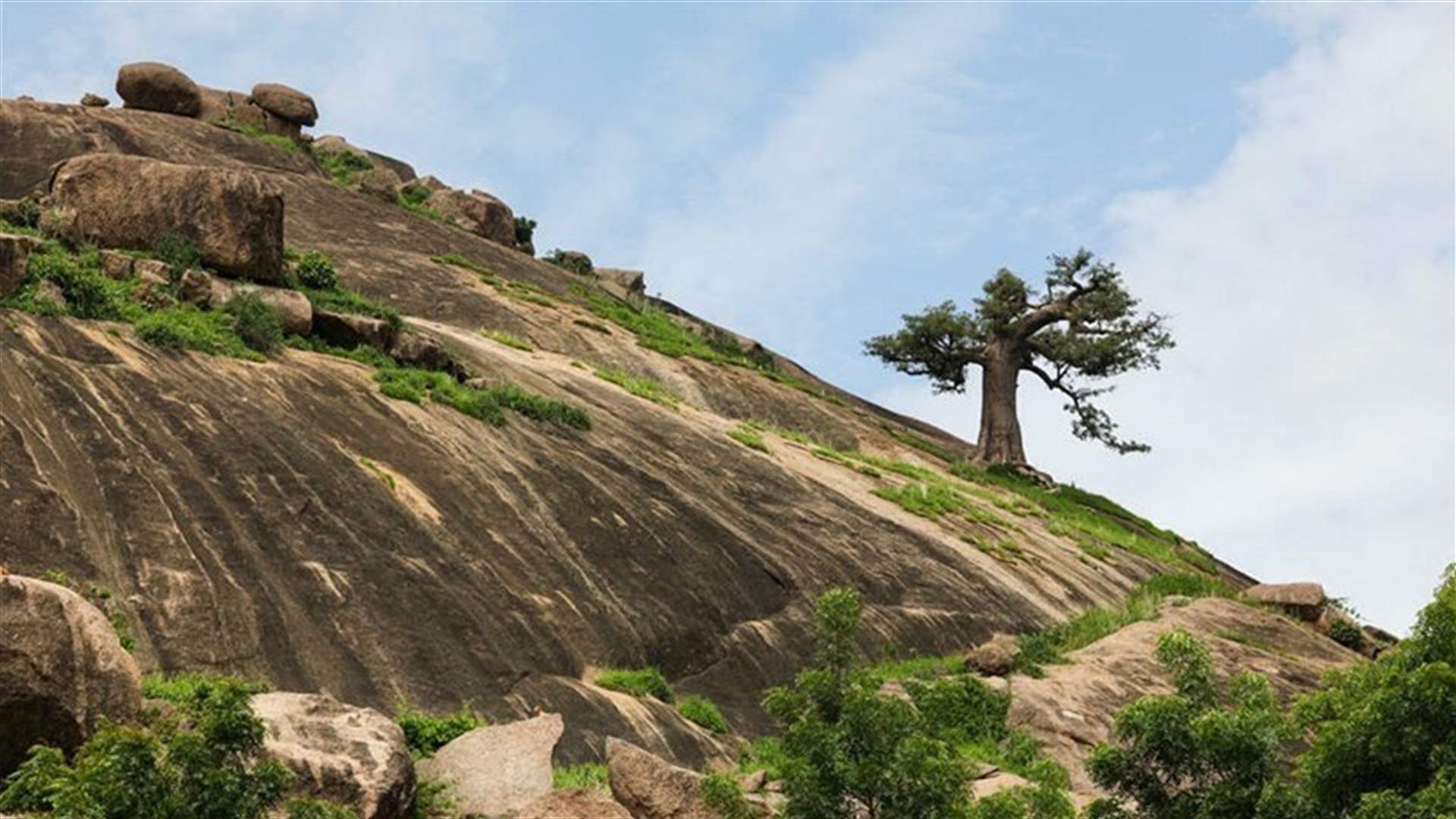 Some 30% of global tree species at risk of extinction -report