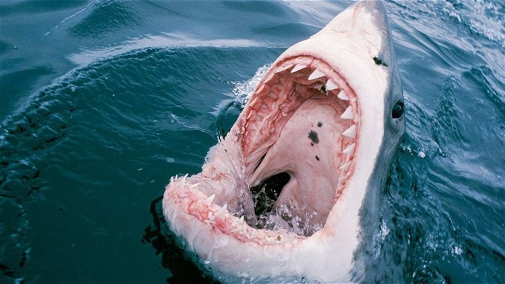 مقتل أحد راكبي الأمواج في هجوم لسمكة قرش قبالة شاطئ أستراليا