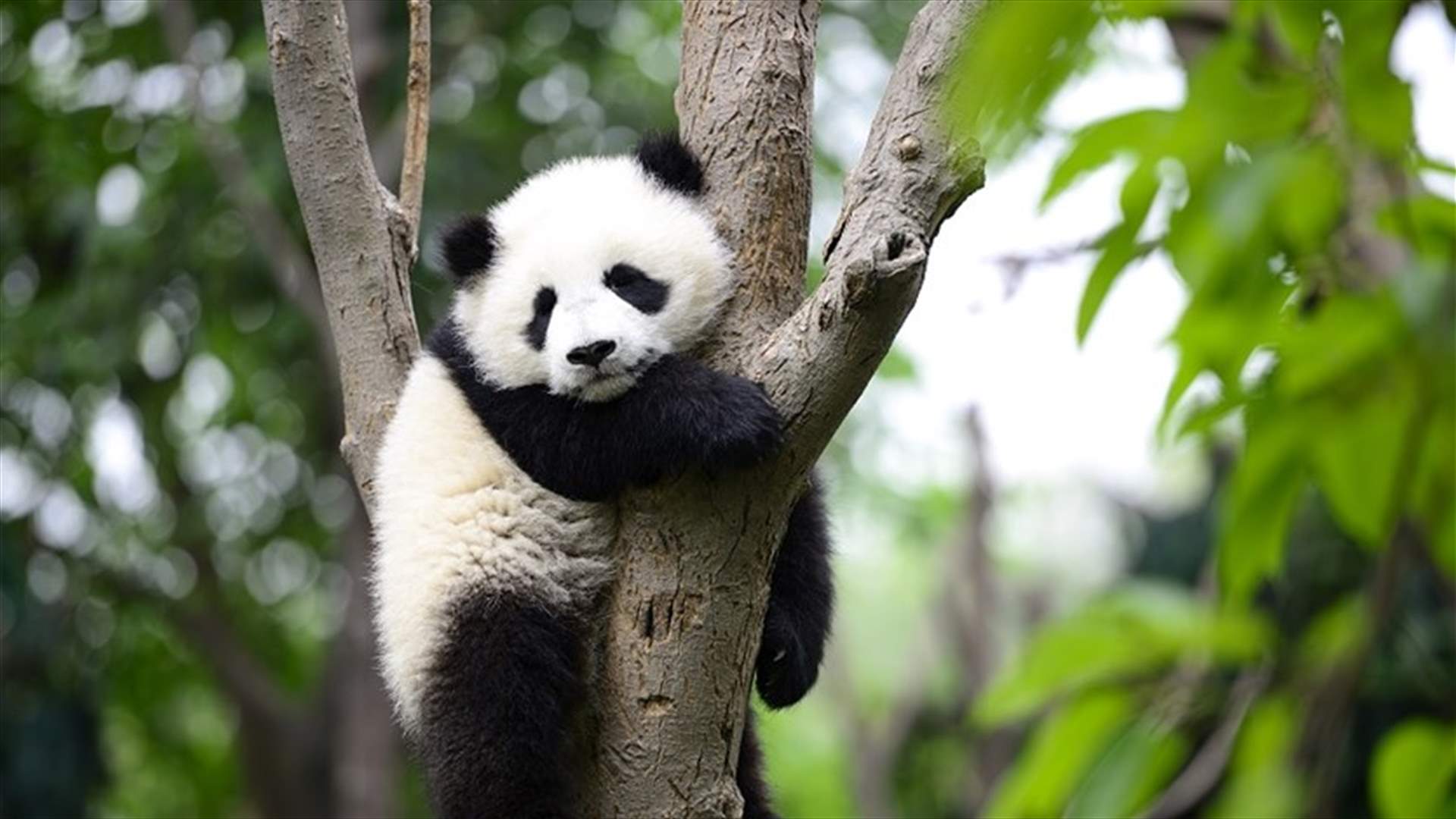 Squeaking, hairless and pink: twin giant pandas born at Madrid Zoo