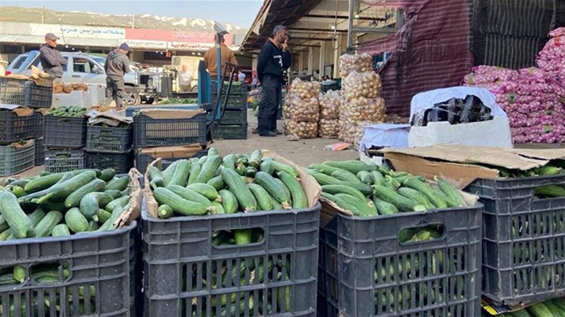 نقابة مستوردي ومصدري الخضار والفاكهة: الموسم في أوجّه والضّرر كبير جدًا على المزارع