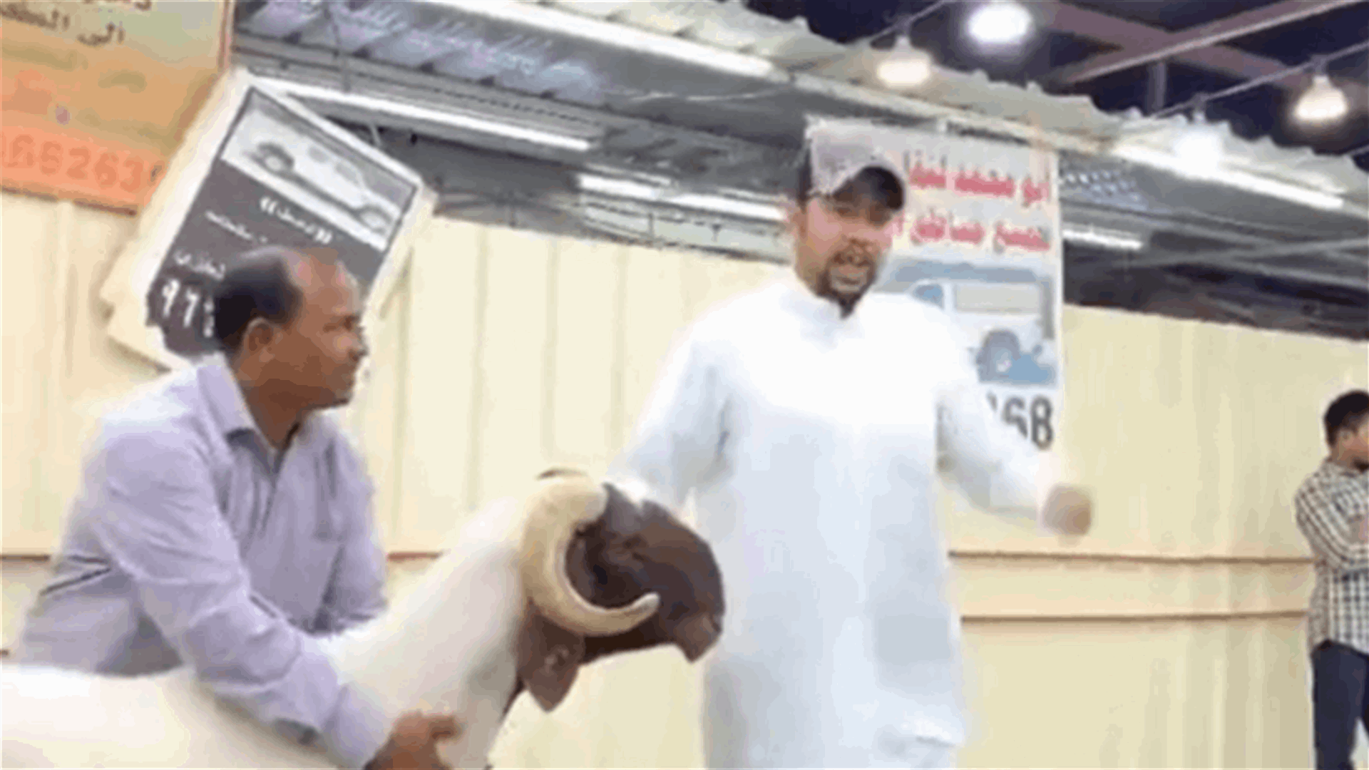 في الكويت... بيع خروف في مزادٍ مقابل 200 ألف دولار! (فيديو)