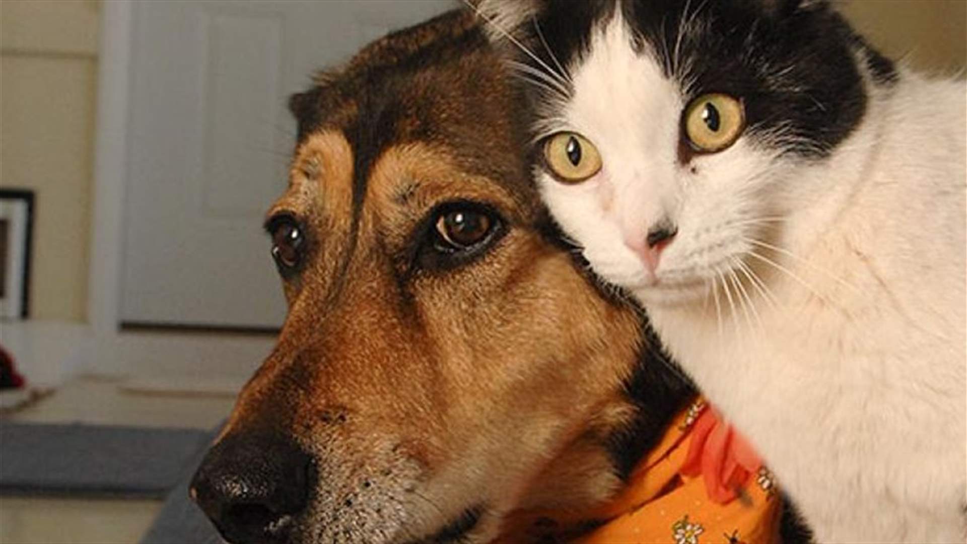 Meet the Syrian woman who sells her belongings to feed the cats and dogs she shelters