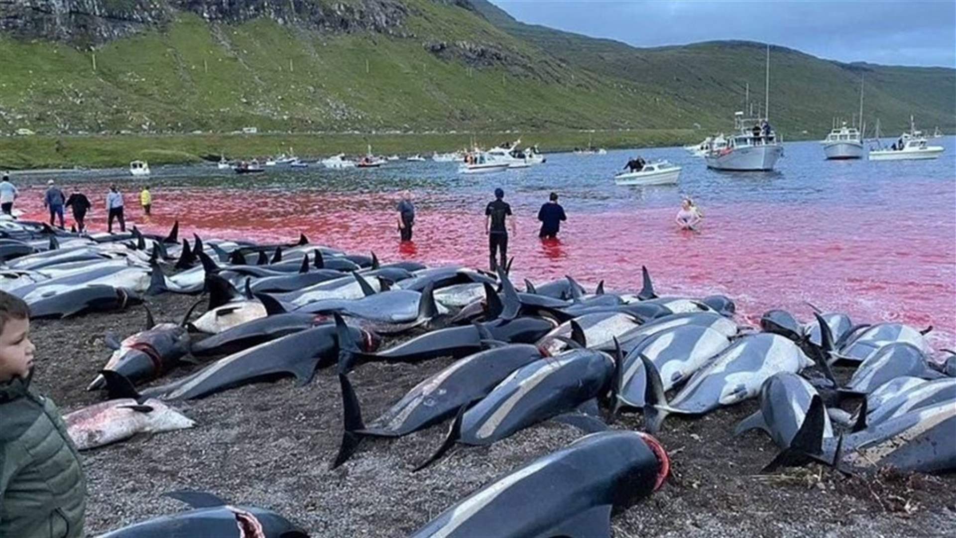 Over 1,400 dolphins killed in traditional Faroe Islands hunt