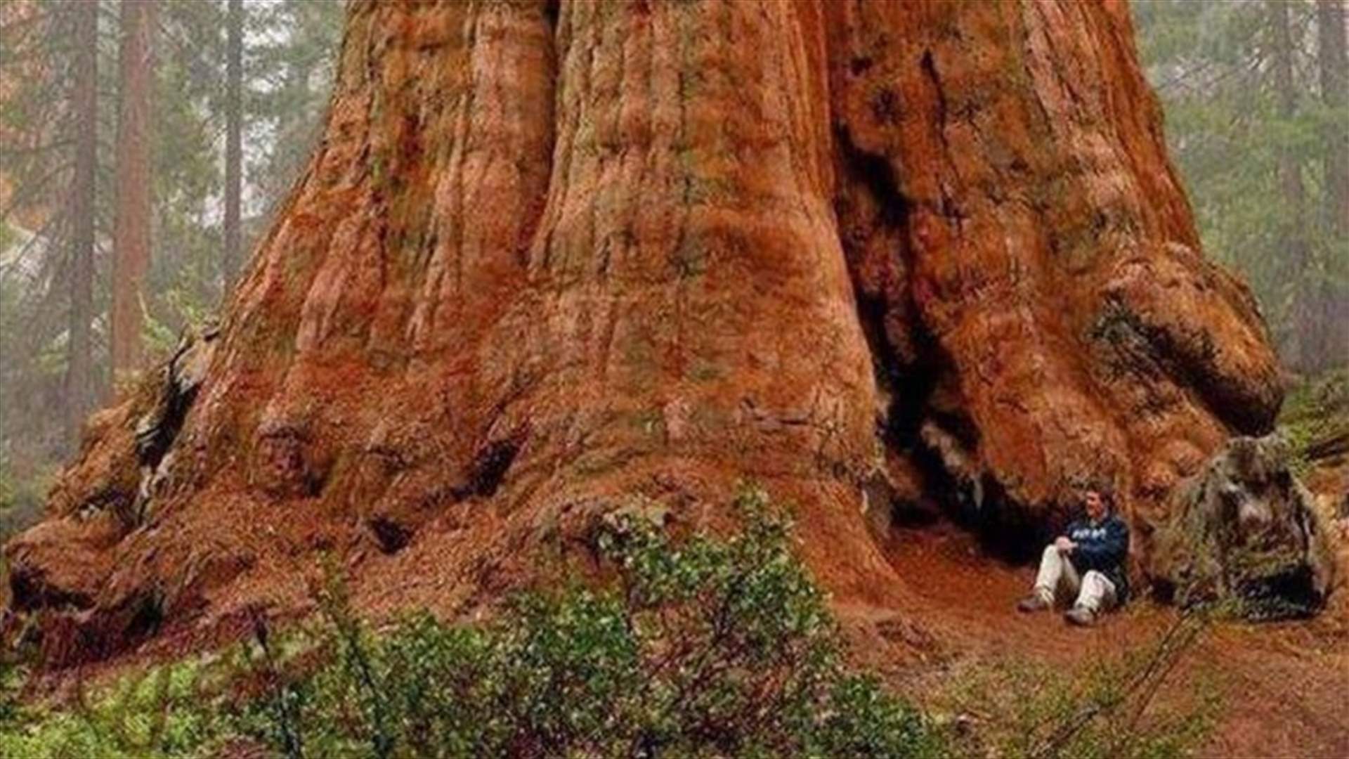صورها مبهرة... محاولات لإنقاذ أكبر شجرة في العالم مع اقتراب حريق في كاليفورنيا