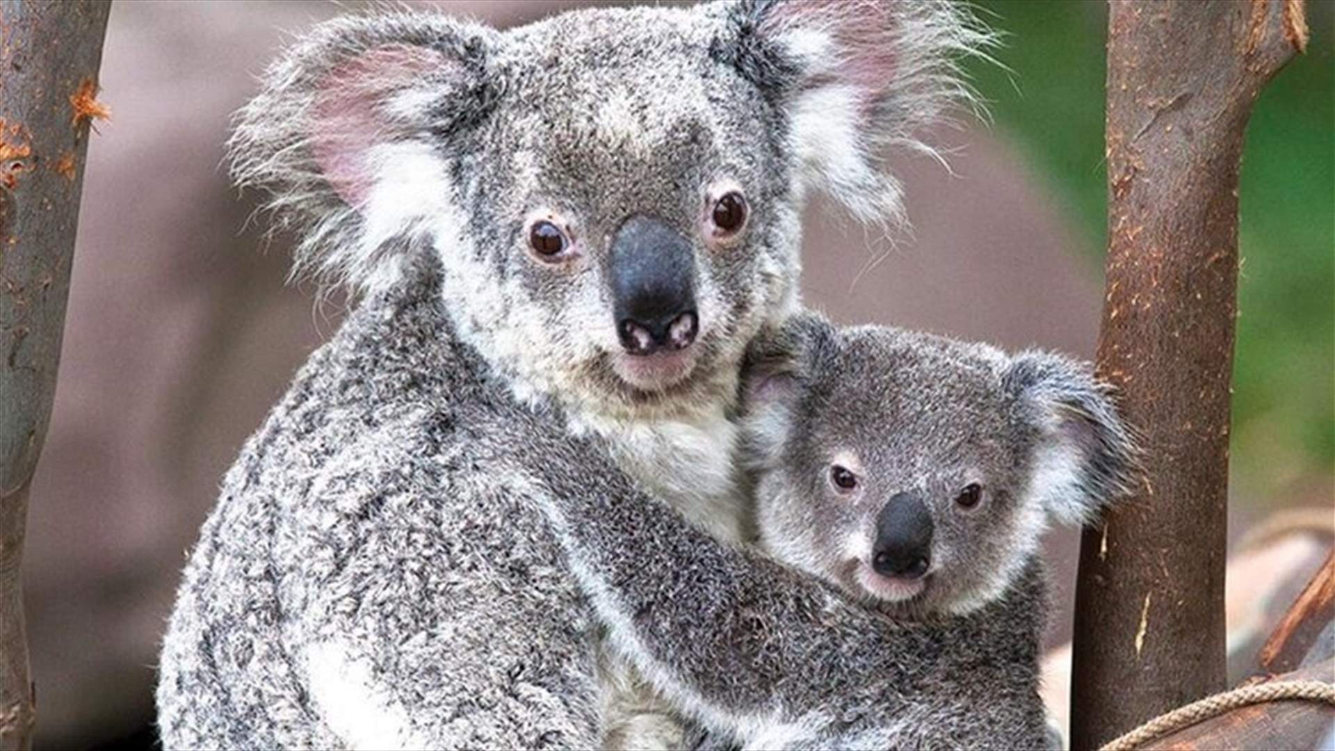 Australia has lost one-third of its koalas in the past three years