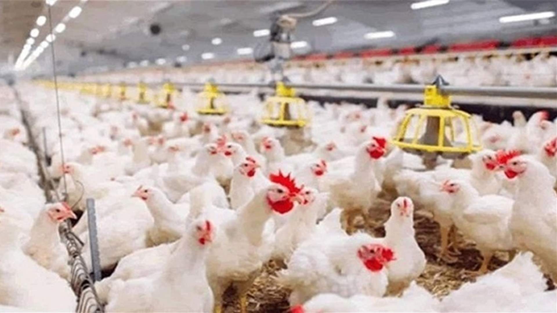بطرس: أسعار منتجات الدجاج واكبت إنخفاض الدولار وهكذا أصبحت