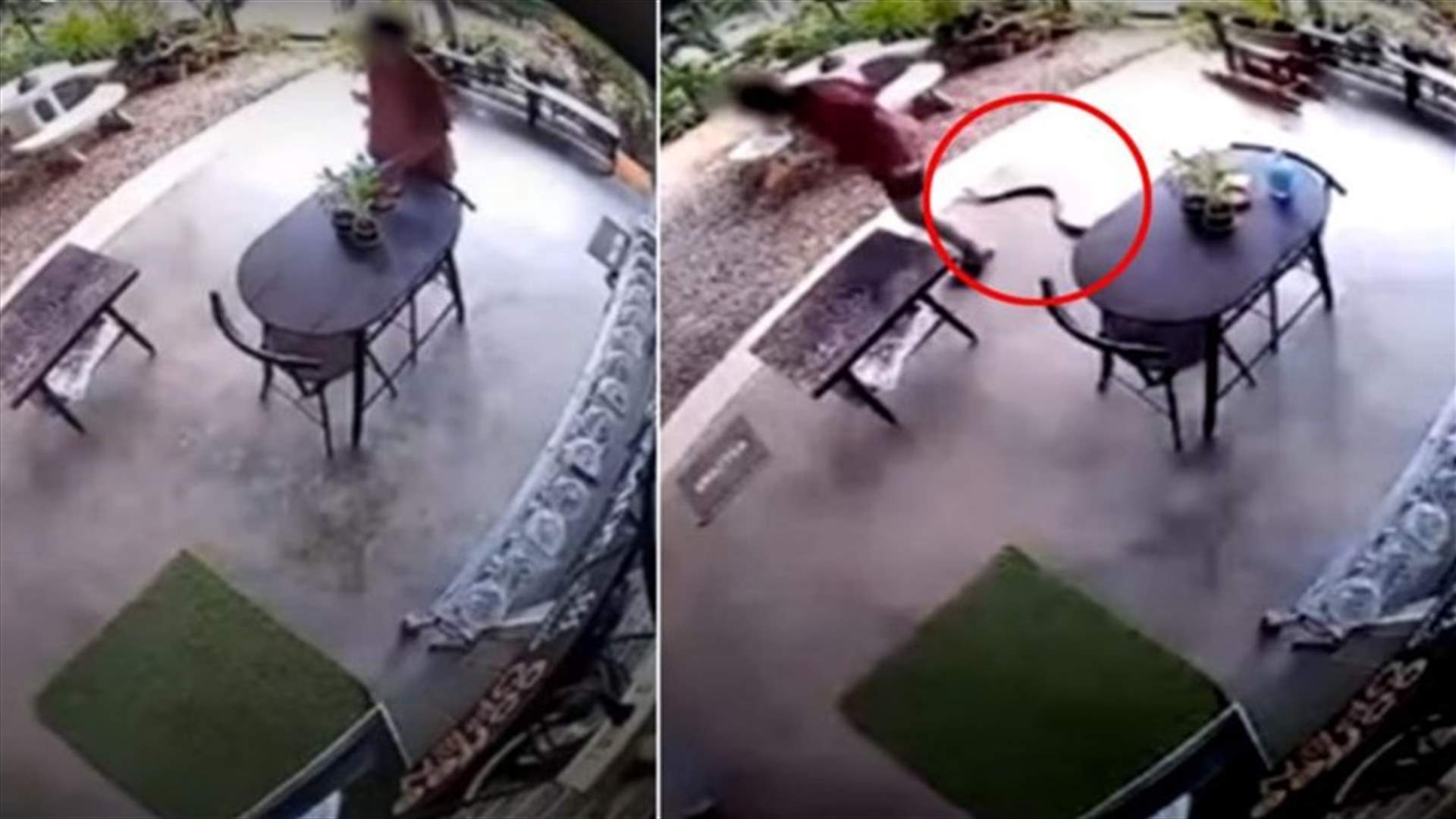 رجل ينجو من لدغة أفعى بأعجوبة... وفيديو يوثّق الهجوم القاتل!