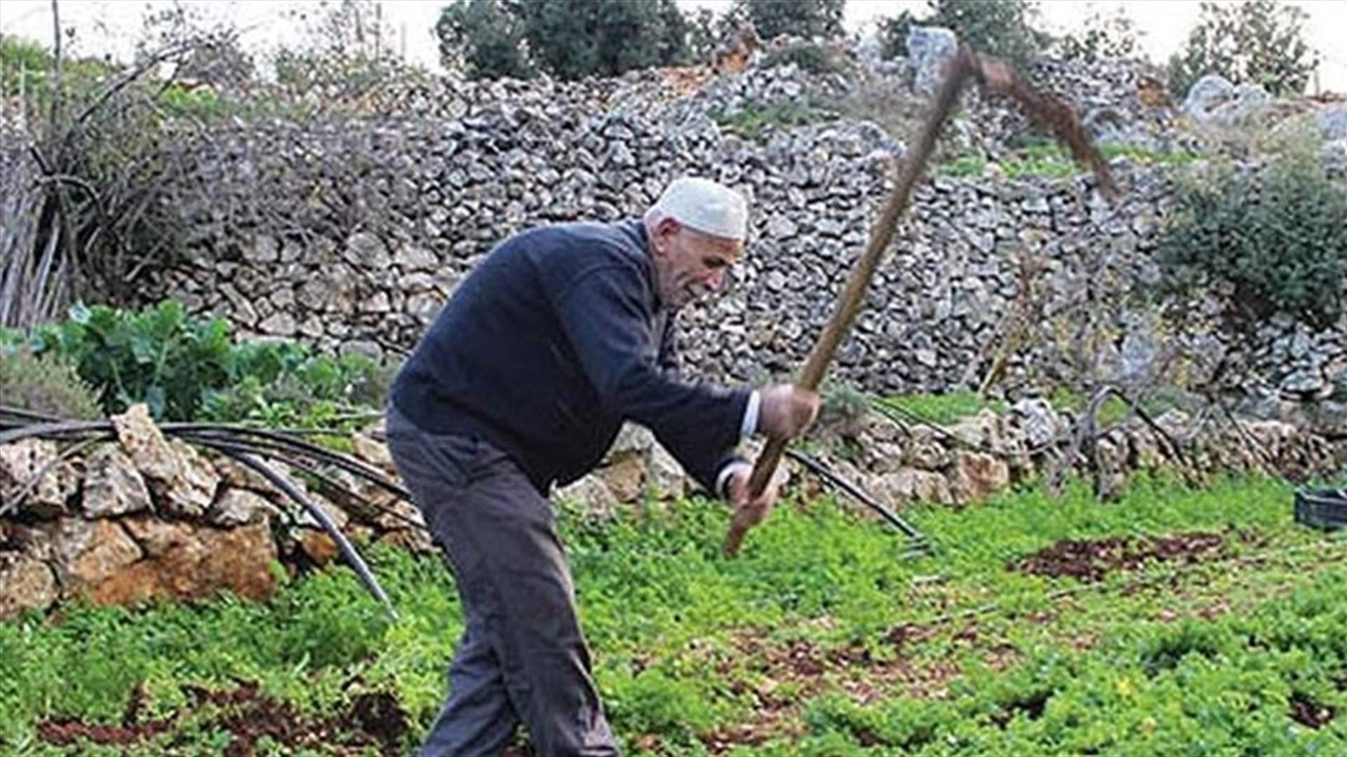 مزارعو جرد مربين ناشدوا الحكومة تعويض مزروعاتهم المتضررة