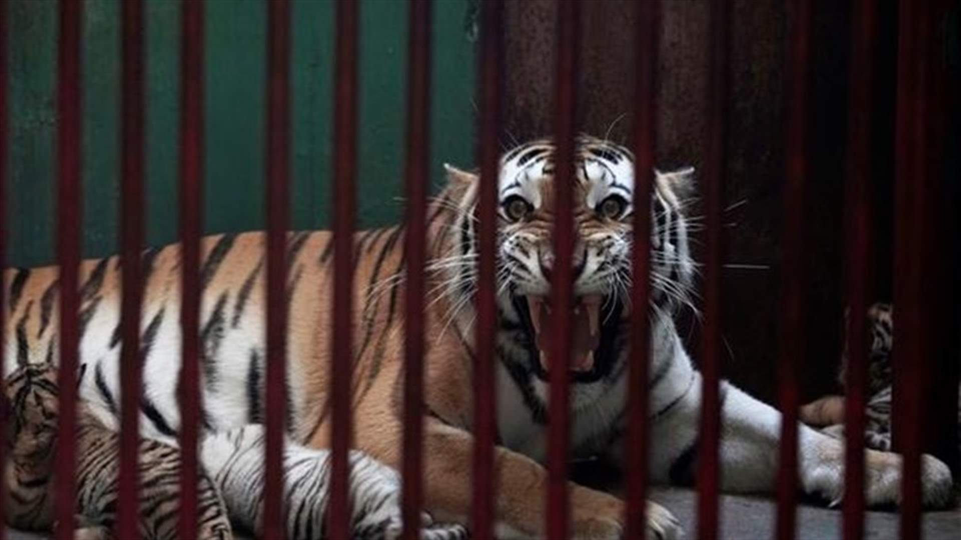 نمر يهاجم طفلاً في محمية بيئية... ويقطع إصبعه!