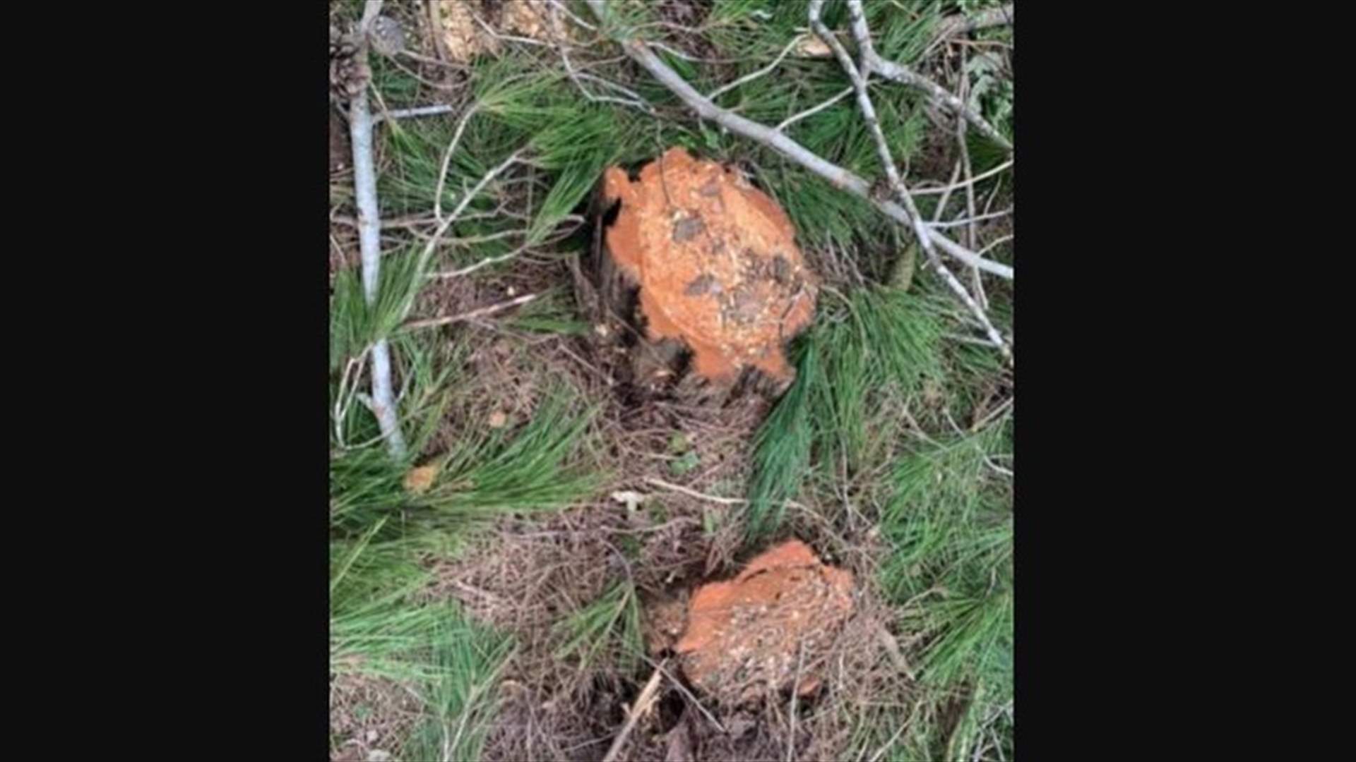 جريمة بيئية.. مجهولون قطعوا اكثر من 20 شجرة صنوبر خضراء معمرة من غابة المرغان في اعالي القبيات