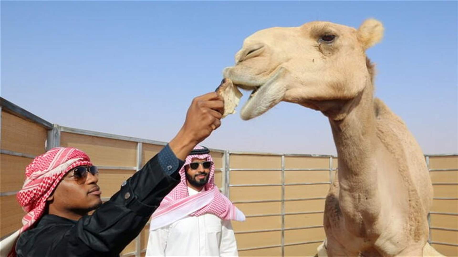 القبض على وافد مصري في السعودية... أجرى عمليات تجميلية للإبل!