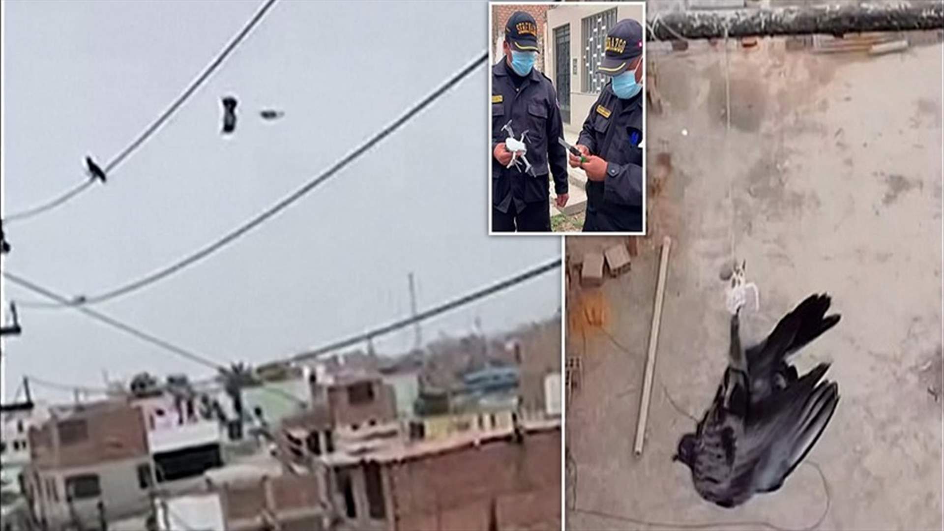 فيديو يوثق عملية إنقاذ حمامة عالقة في أسلاك كهربائية في البيرو