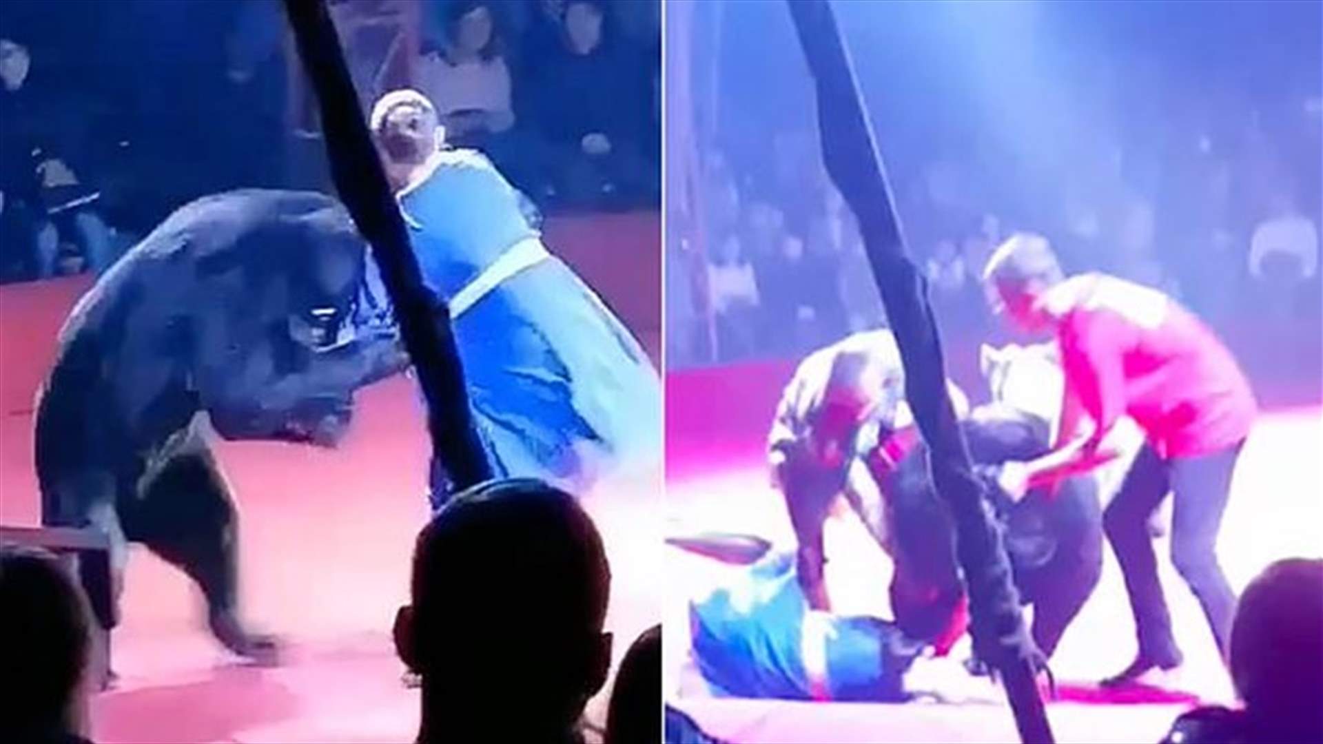 الغيرة هي السبب... دب يهاجم امرأة حامل في سيرك روسي (فيديو)