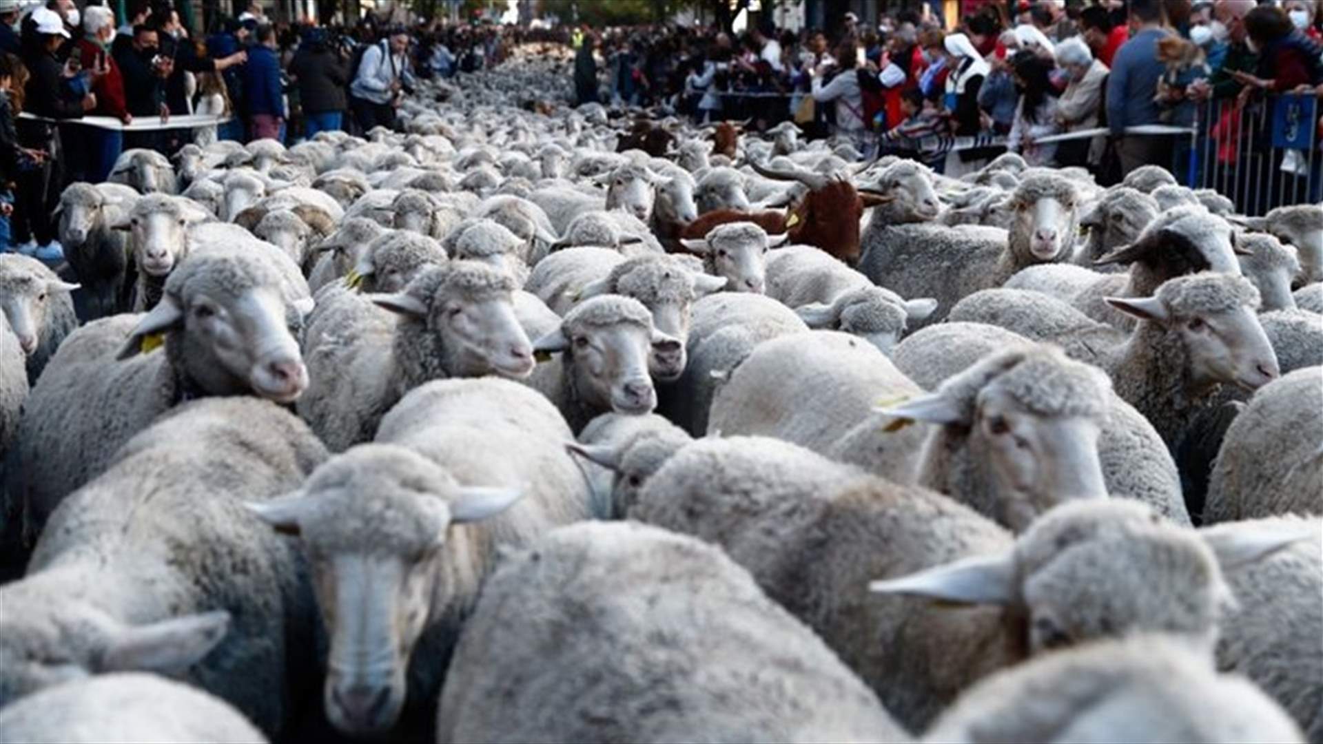 في مدريد... الأغنام تحل محل السيارات في الطريق إلى مراعيها الشتوية