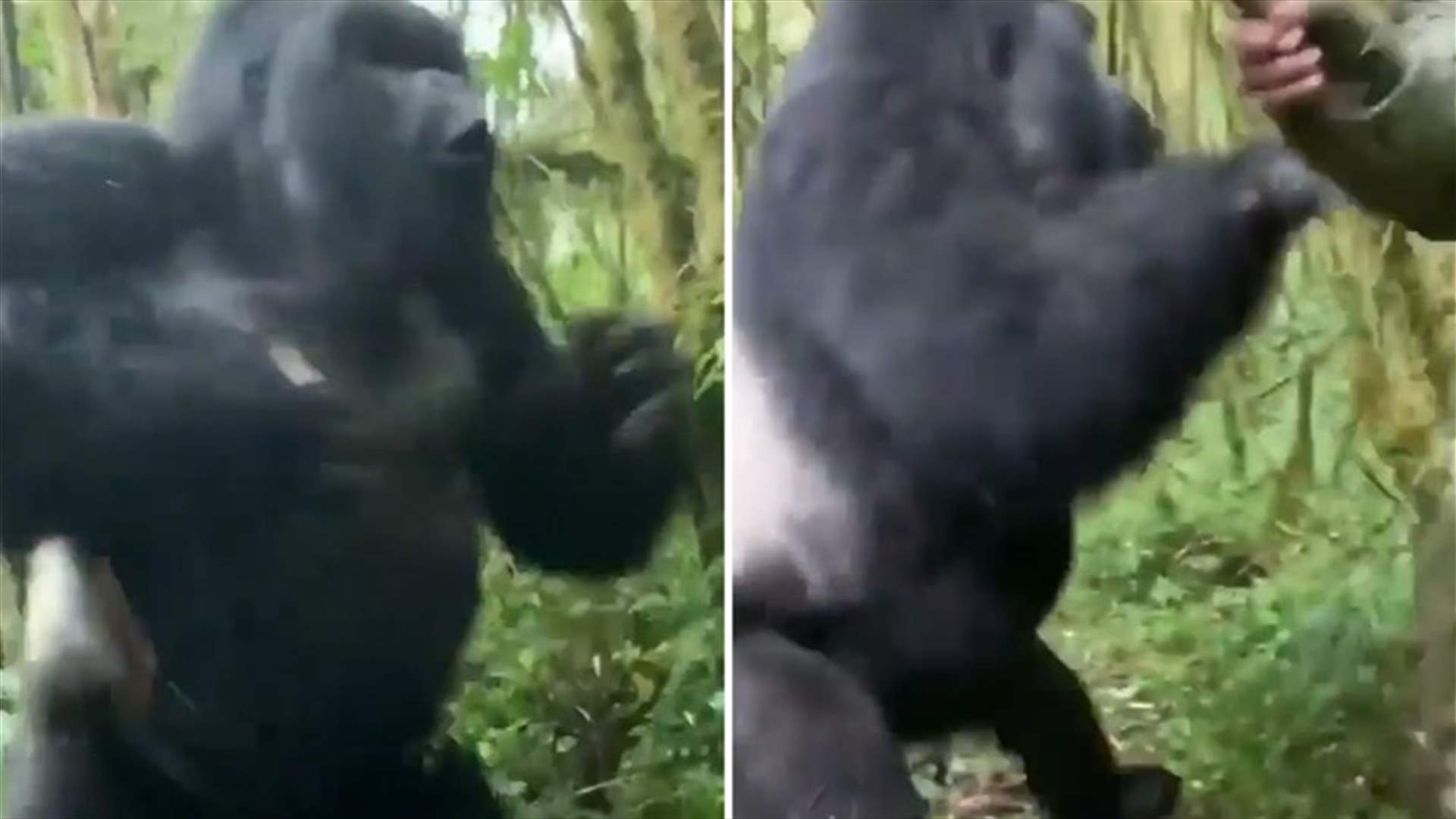 غوريلا تضرب على صدرها وتُرعب سائحين في إحدى الغابات (فيديو)