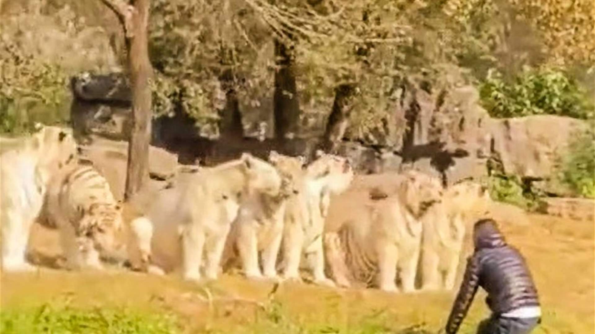 في لحظة تهور... سائح يقفز من سيارته لمواجهة النمور في حديقة حيوانات! (فيديو)