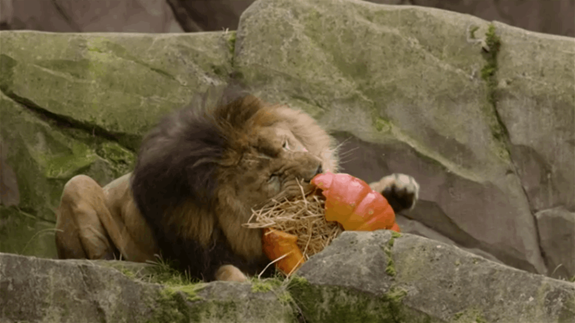 Belgian zoo animals feast on pumpkin ahead of Halloween