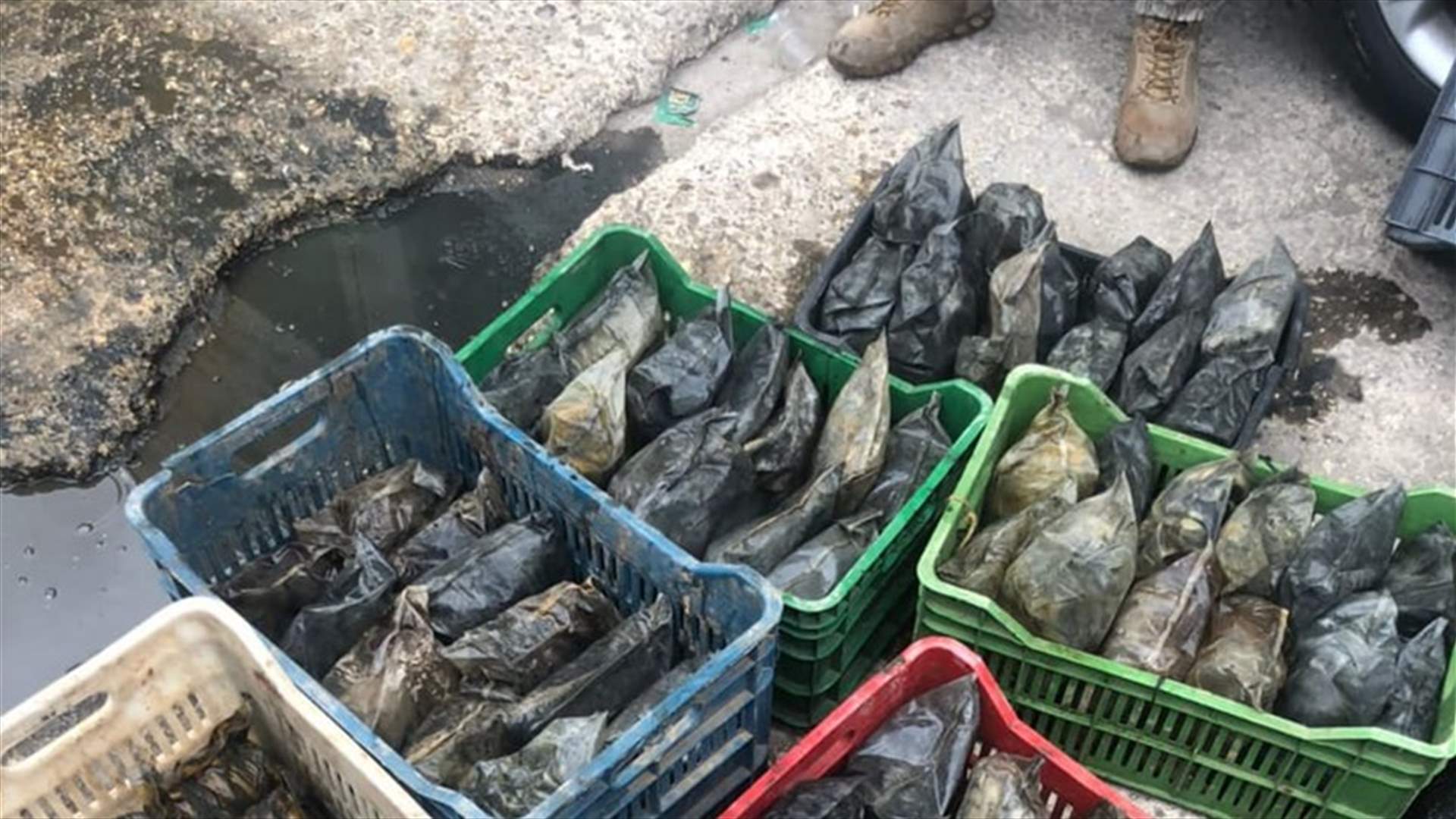 ضبط حوالي ١٢٠ كلغ من حشيشة الكيف مخفية تحت الماء على بعد ٥٠٠ متر من شواطئ المنية (صور)