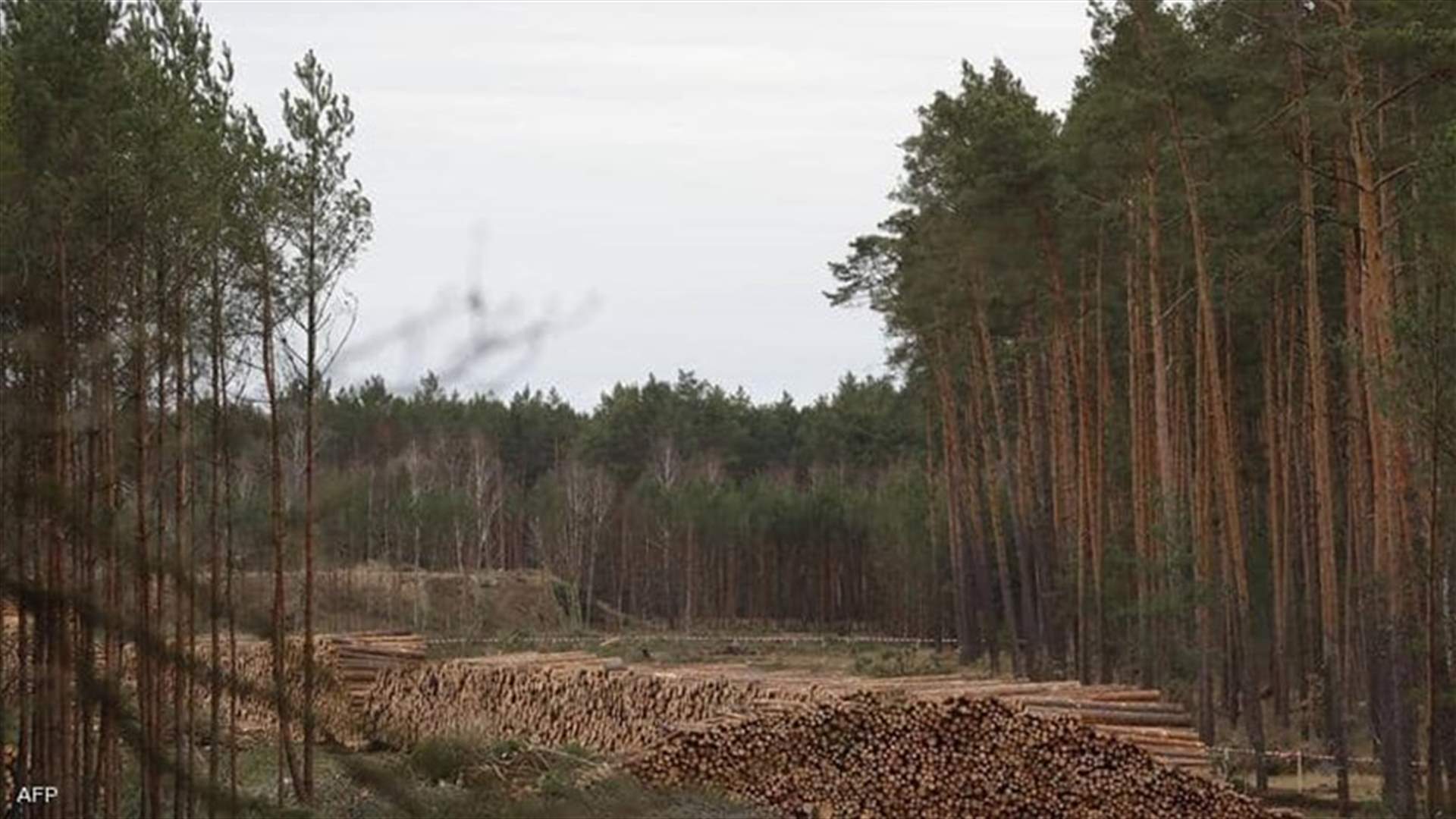 Over 100 global leaders pledge to end deforestation by 2030