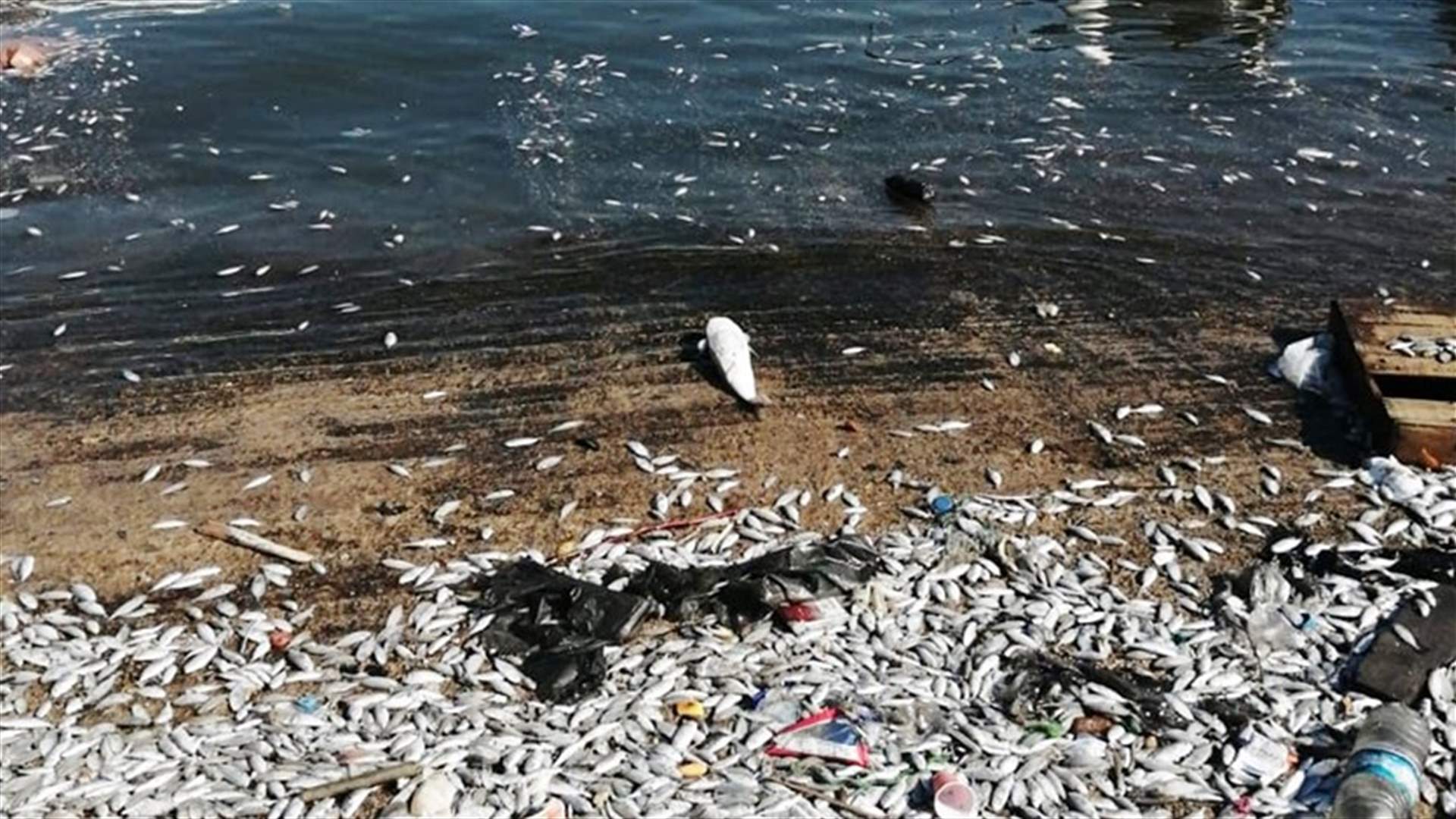 أزمة بيئية جديدة... كمية كبيرة من الأسماك النافقة في ميناء الصيادين في صيدا