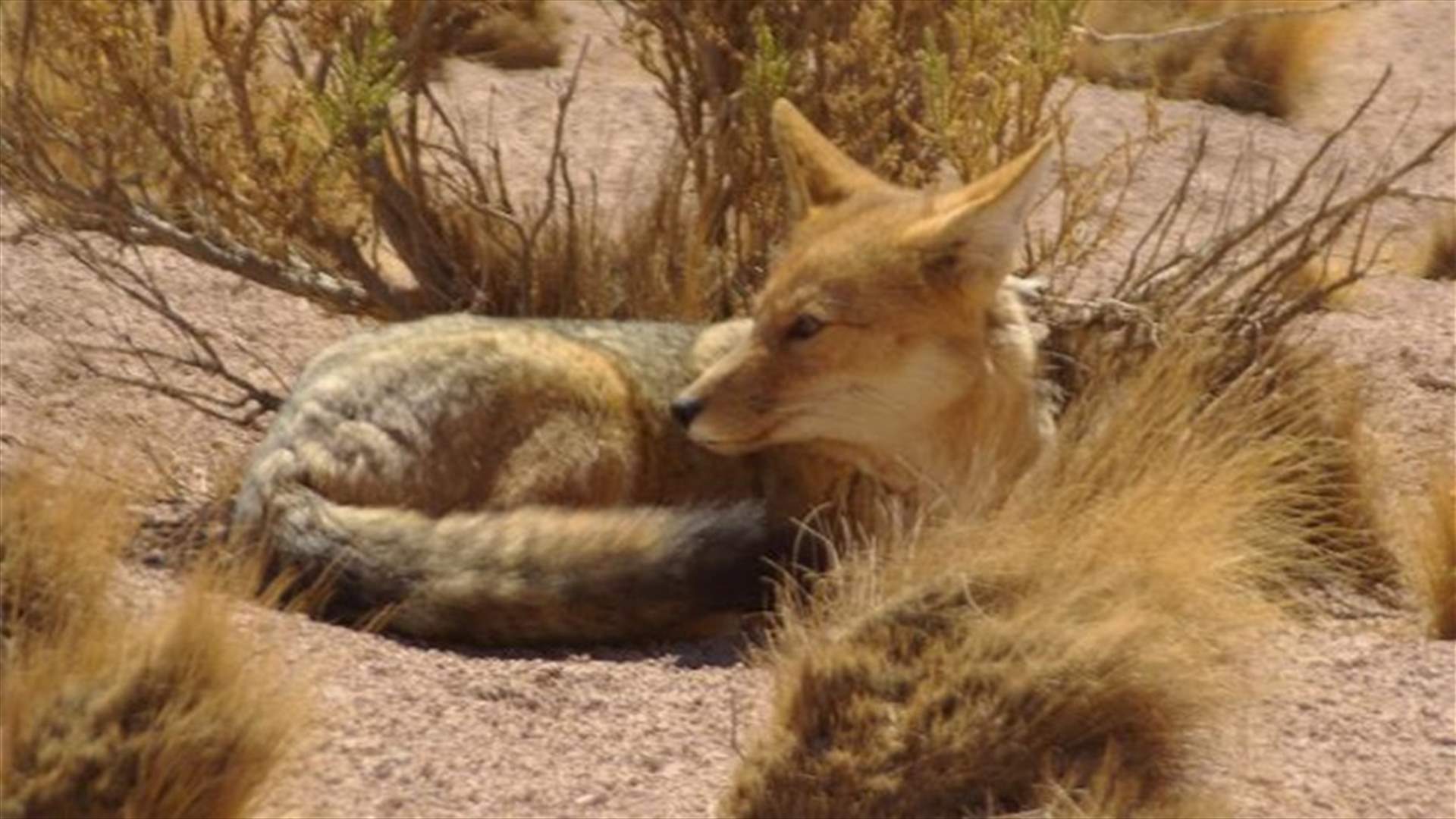 قتل الدجاج وهرب... عائلة تشتري كلباً وتكتشف أنه ثعلب!