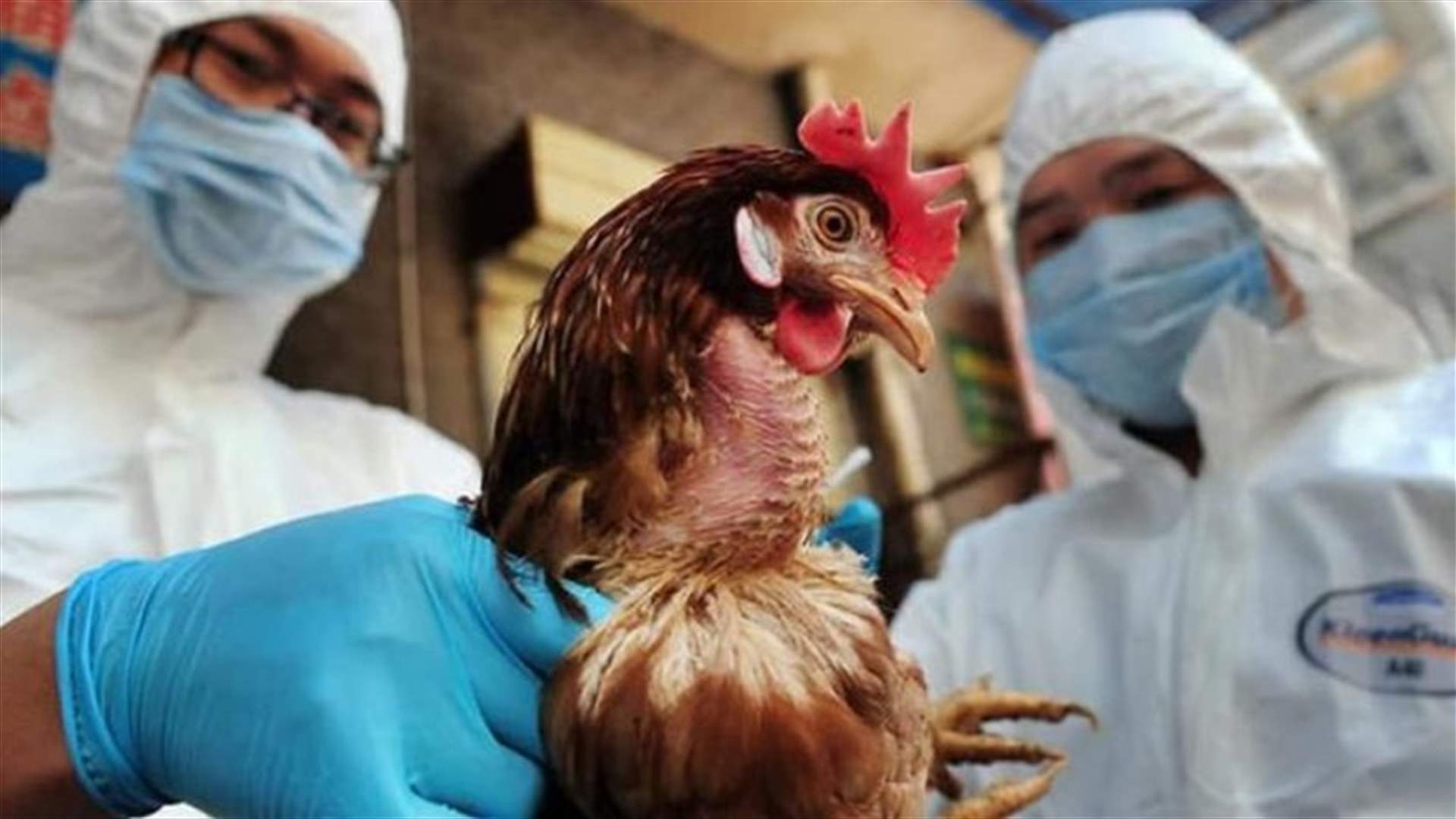 أول ظهور لانفلونزا الطيور &quot;شديدة العدوى&quot; في اليابان ... فهل تنتقل إلى البشر؟