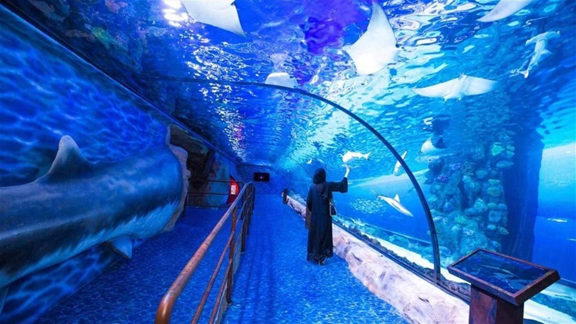 Home to 45,000 animals, the Middle East&#39;s largest aquarium opens in Abu Dhabi-[VIDEO]