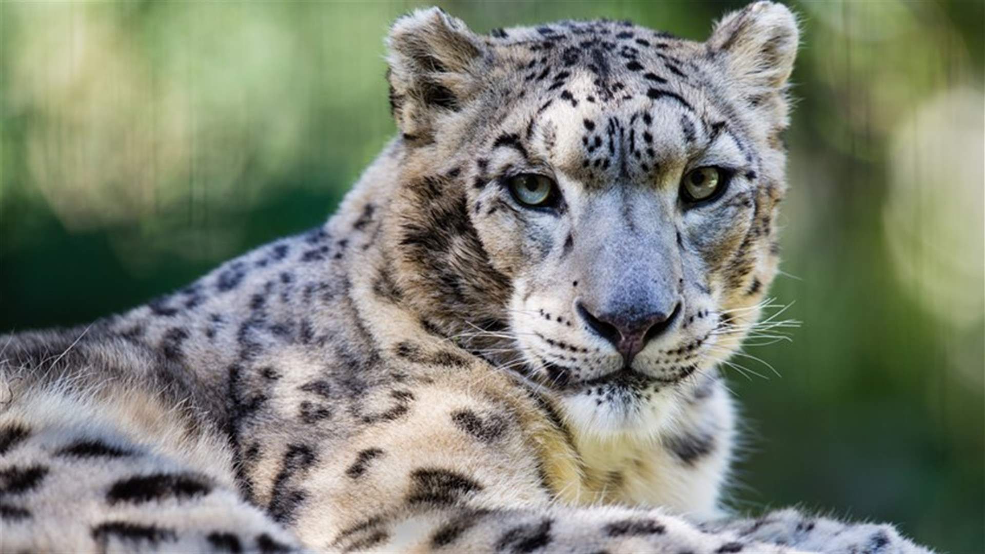 نفوق 3 فهود ثلجية بعد إصابتها بكورونا في نبراسكا
