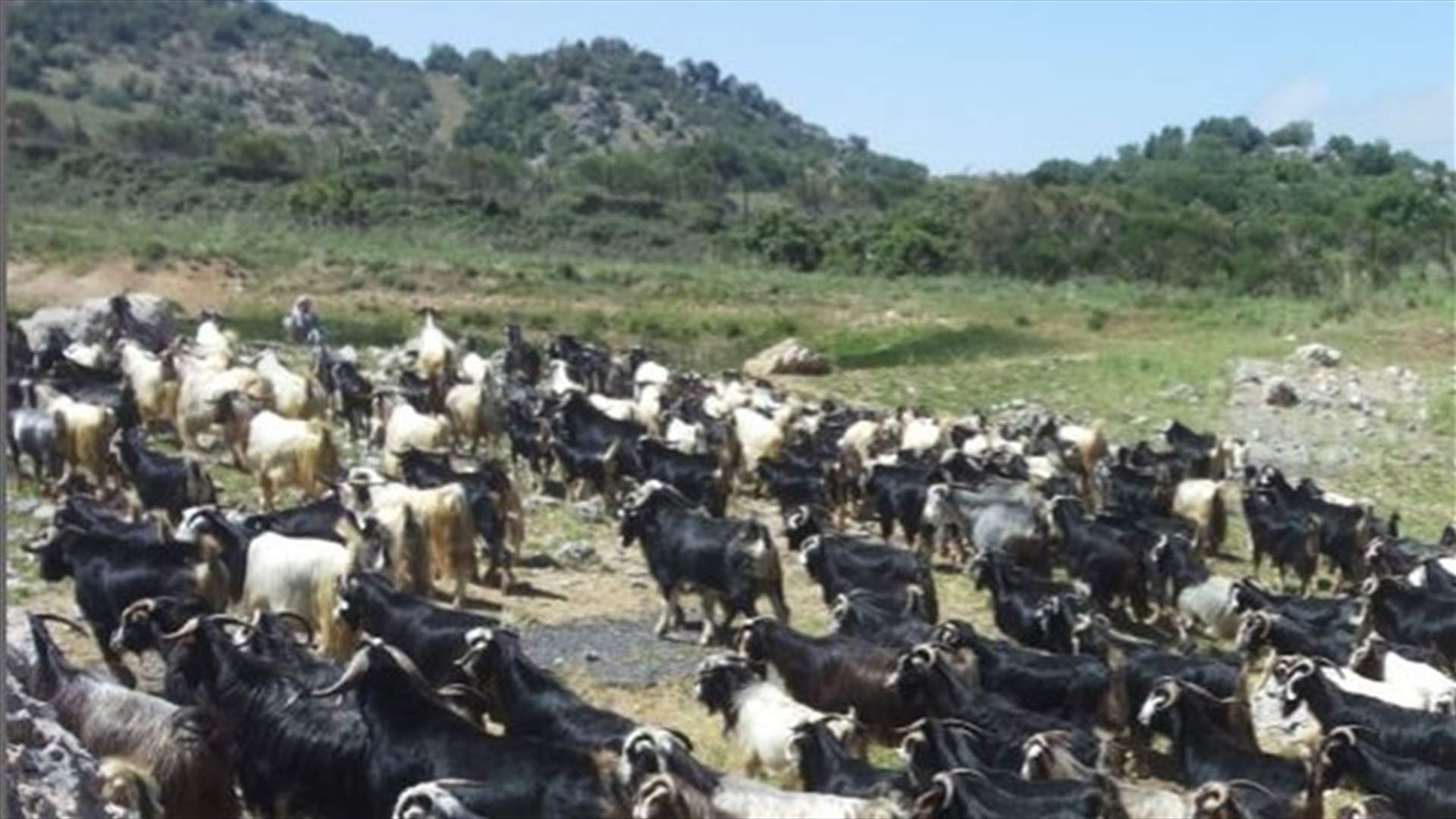 مسلحون مجهولون سلبوا راعيا 40 رأسا من الماعز والغنم بعد ضربه في جرود بلدة الطيبة