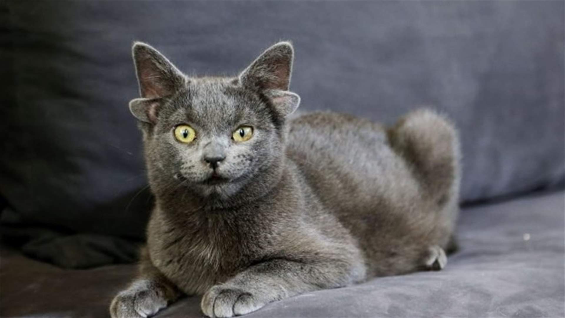 قطة تركية بأربع آذان تحقق نجومية عبر الإنترنت (صور)