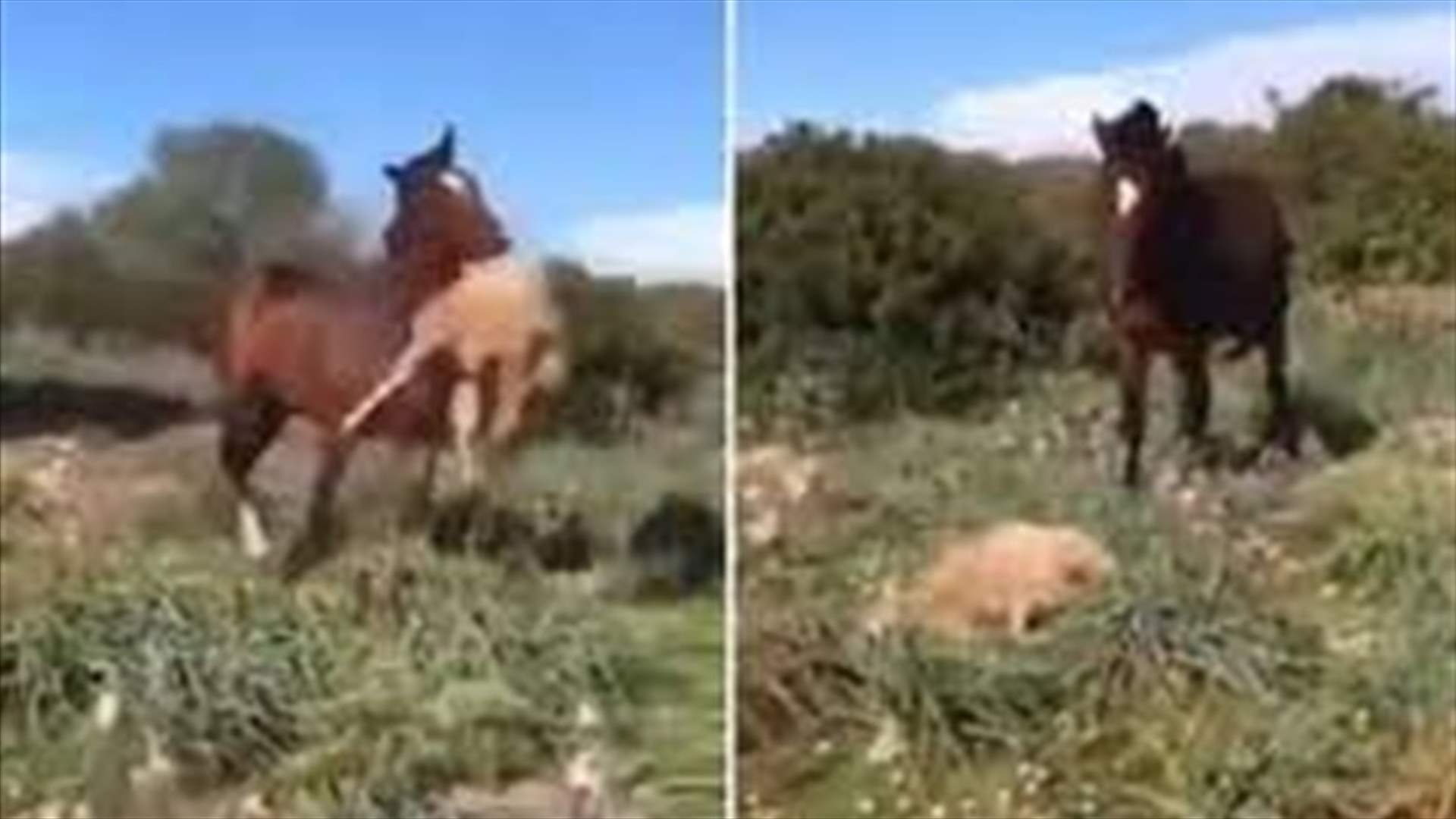 مشهد مروع يوثق هجوم حصان عنيف على غنمة حتى الموت! (فيديو)