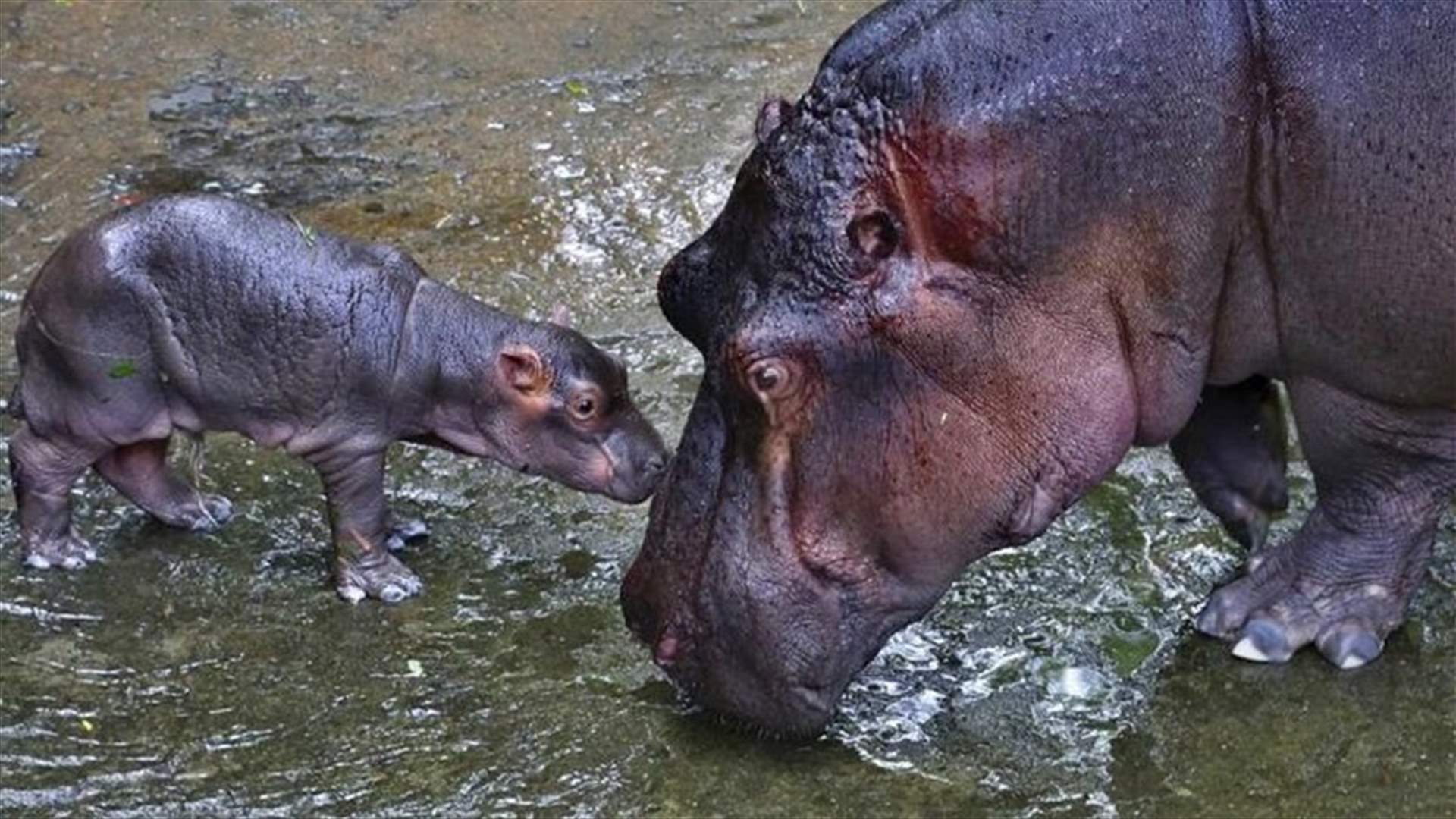 Two hippos in Belgian zoo test positive for COVID-19