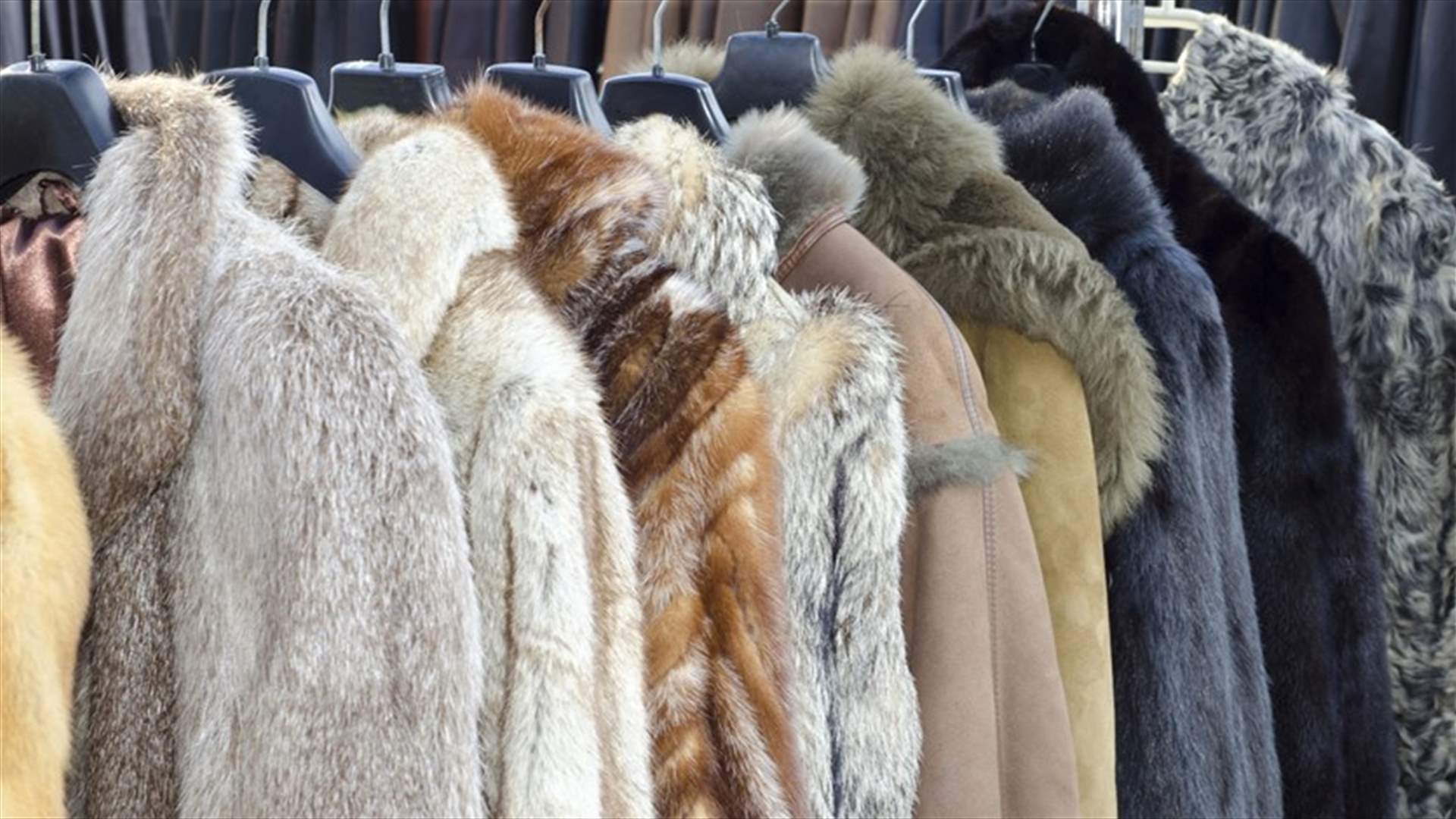 في خطوة لحماية الثروة الحيوانية...أول مجلة تمنع استعمال الفراء في كل نسخها العالمية