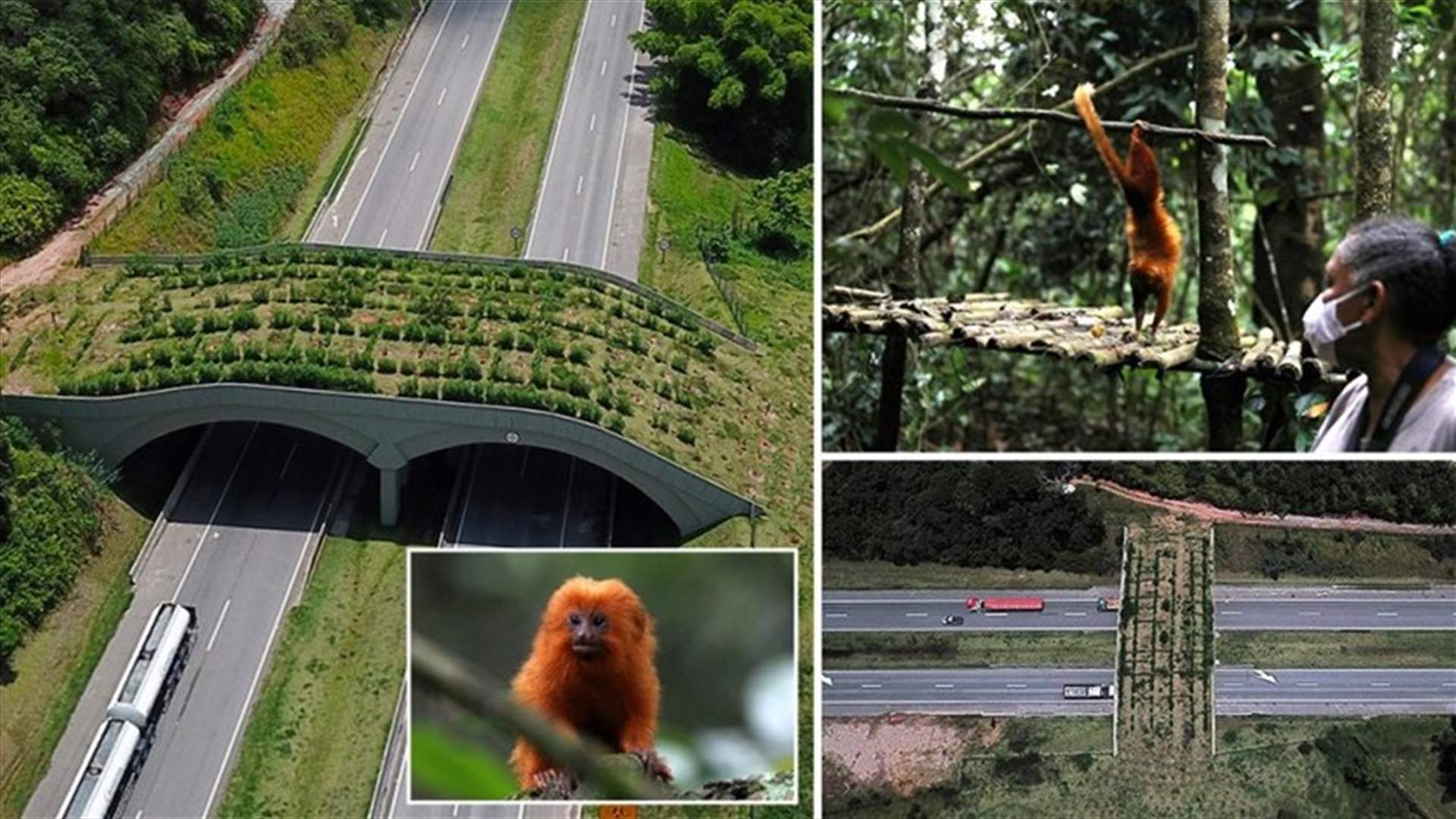بهدف حمايتها من الإنقراض... بناء جسر خاص لقرود الأسد الذهبي في البرازيل