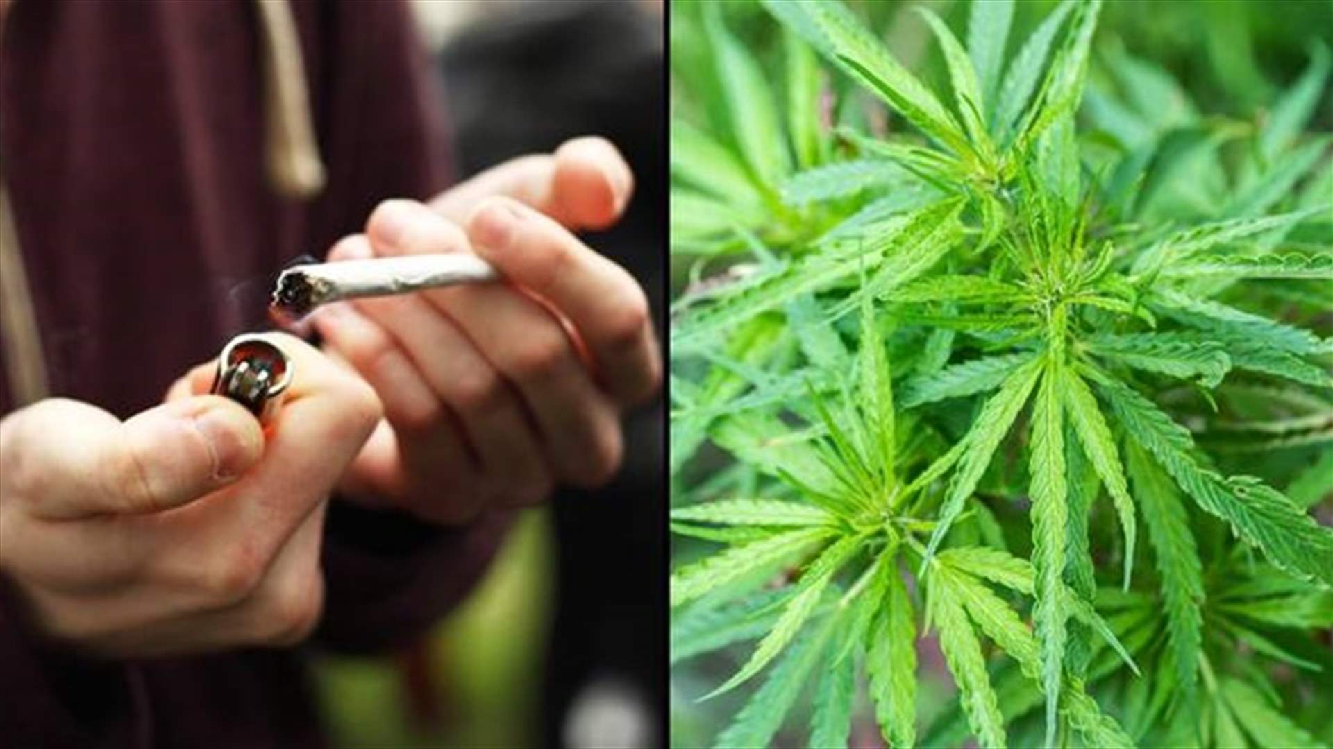 مالطا... أول دولة أوروبية تشرّع تدخين الحشيش للاستخدام الشخصي