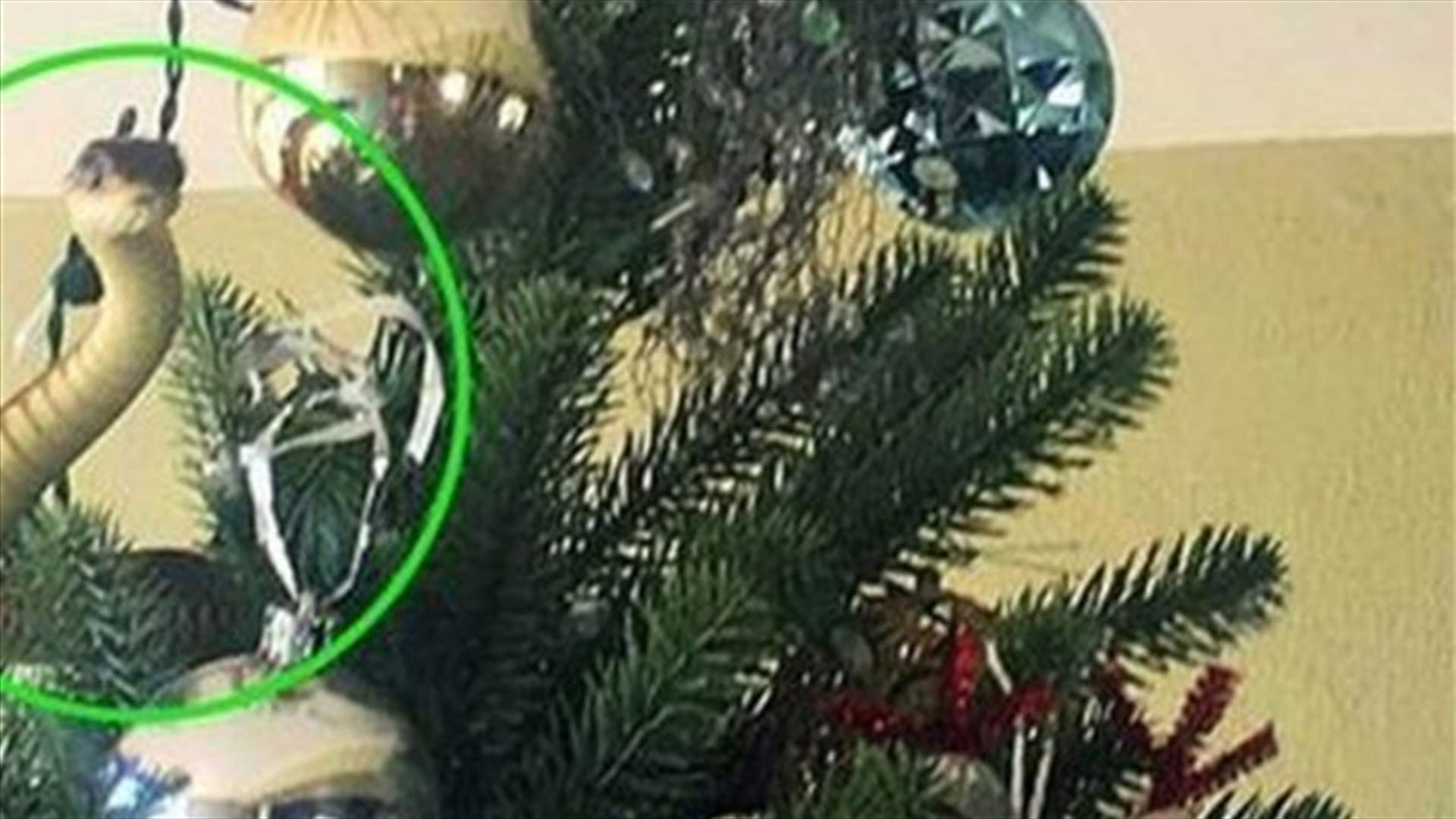 زائر غير مرحّب به... عائلة تجد ثعبانا في شجرة عيد الميلاد (فيديو)