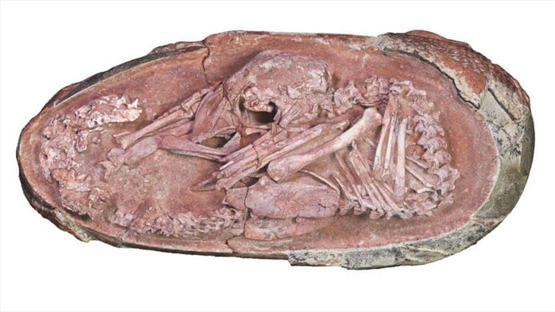 Perfectly preserved dinosaur embryo found in China