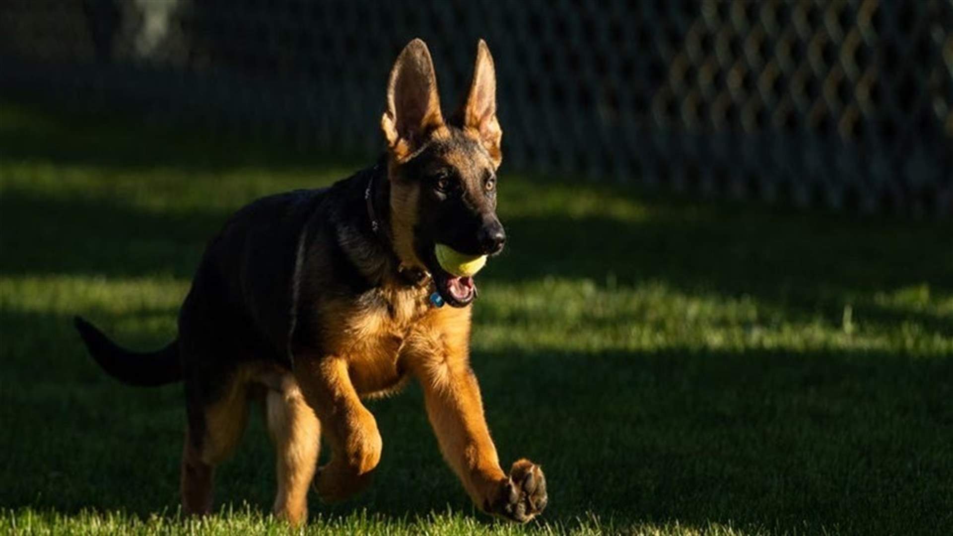 Bidens welcome new puppy, Commander, to White House; cat on way-[VIDEO]