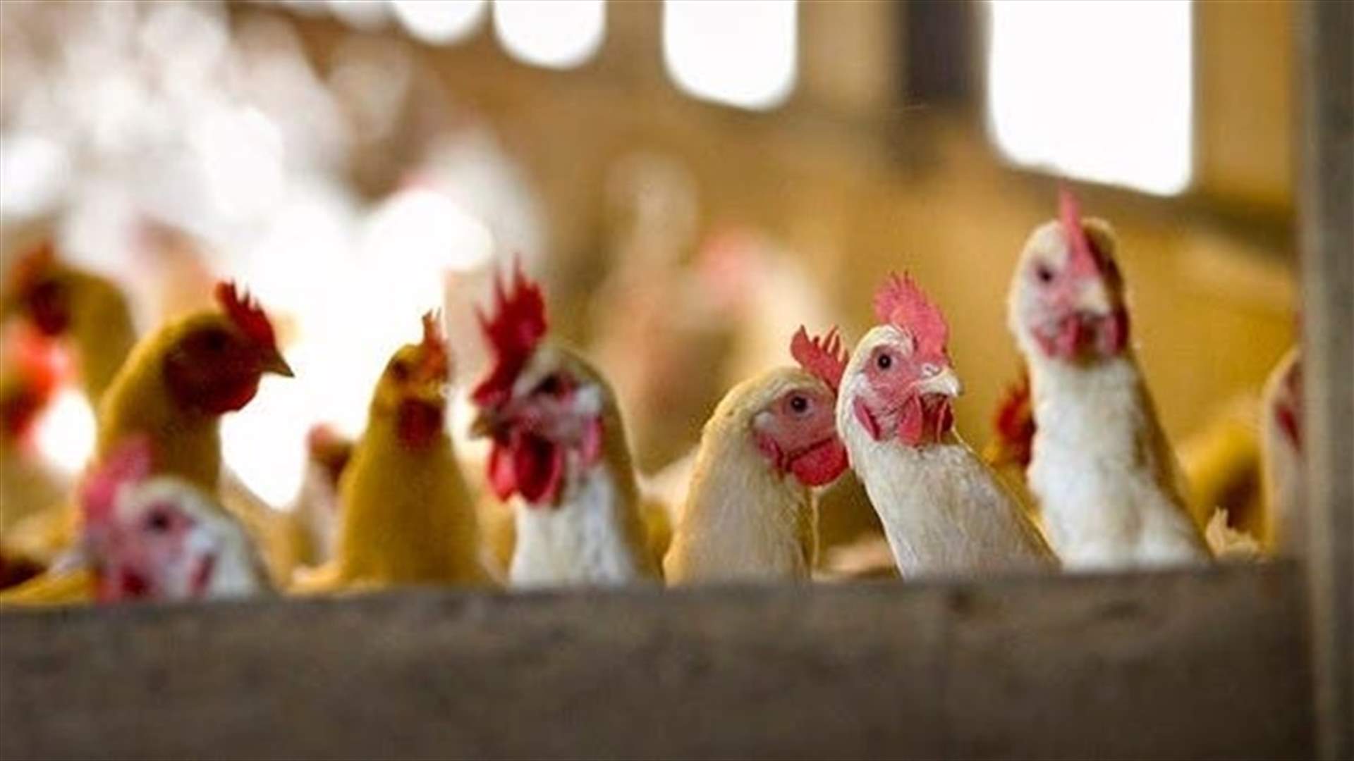 Bulgaria culls 39,000 chickens after bird flu outbreak